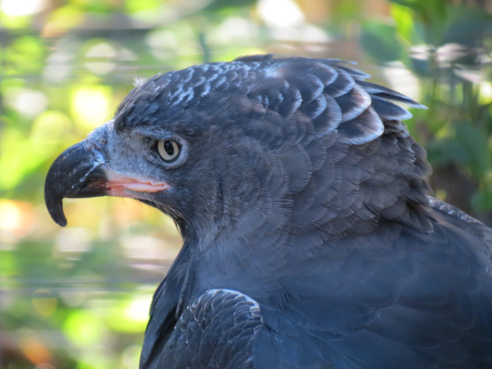 Lost Forest - Gorilla Tropics - Crowned Eagle Exhibit