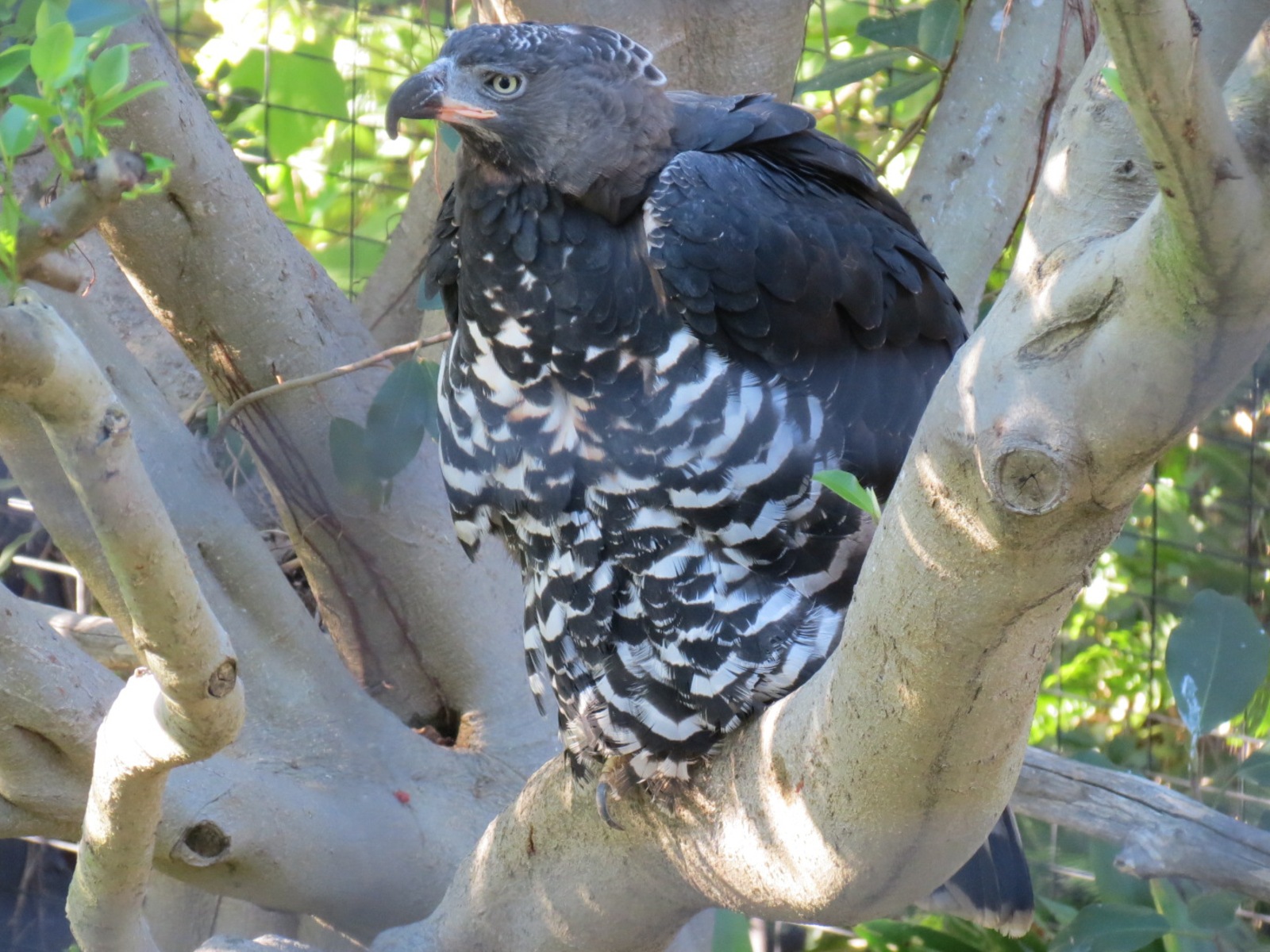 Lost Forest - Gorilla Tropics - Crowned Eagle Exhibit