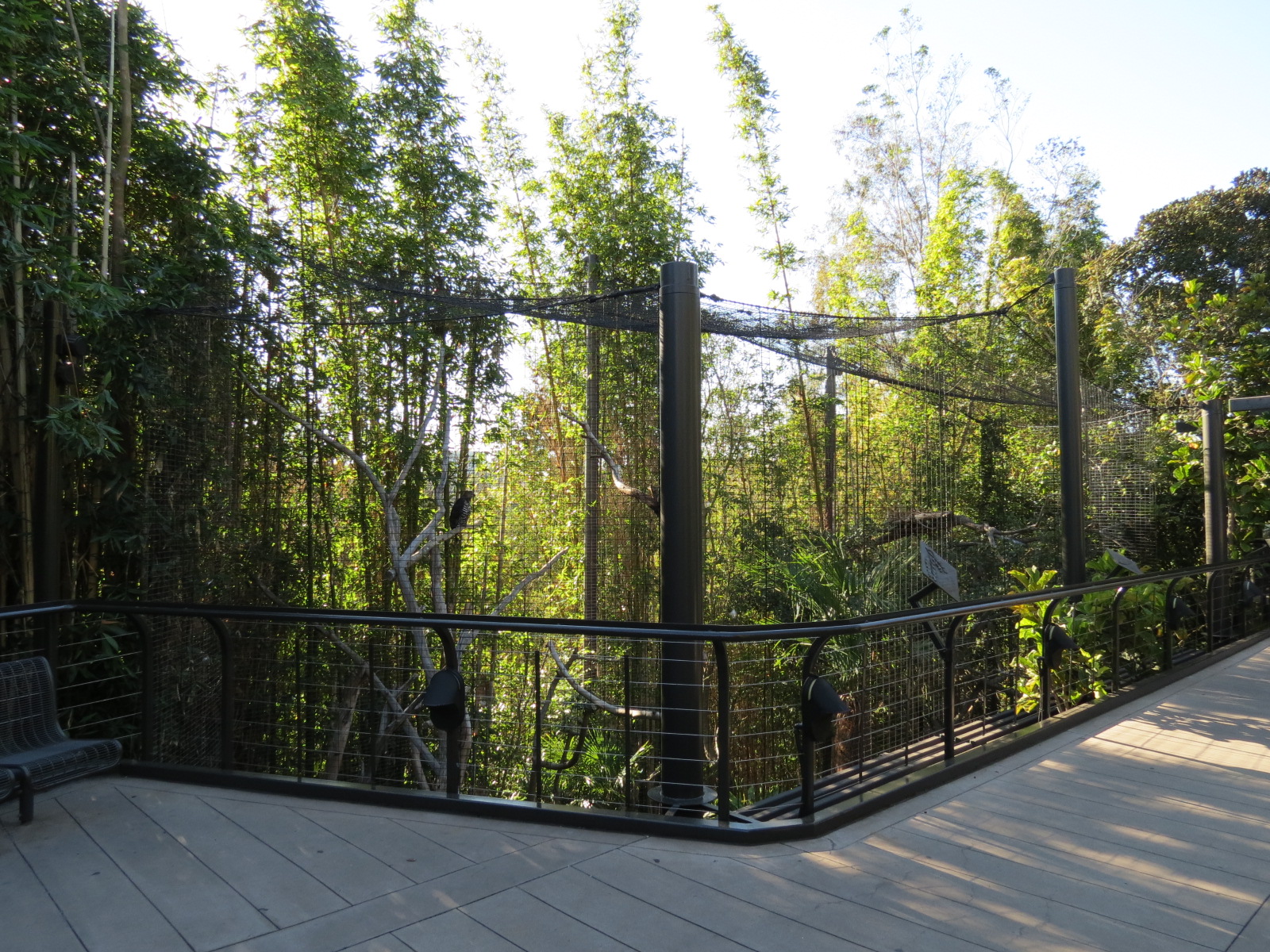Lost Forest - Gorilla Tropics - Crowned Eagle Exhibit