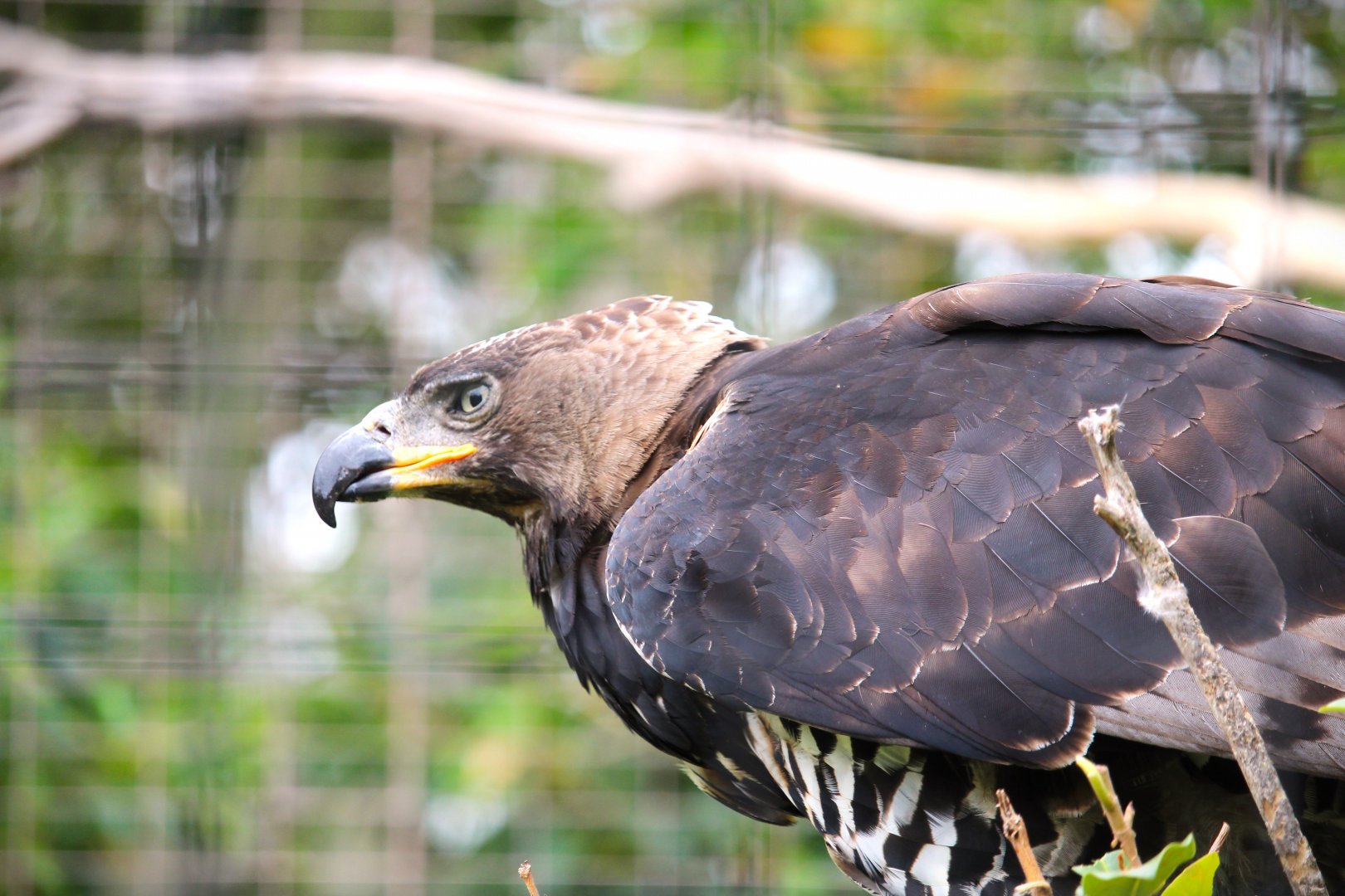 Lost Forest - Gorilla Tropics - Crowned Eagle