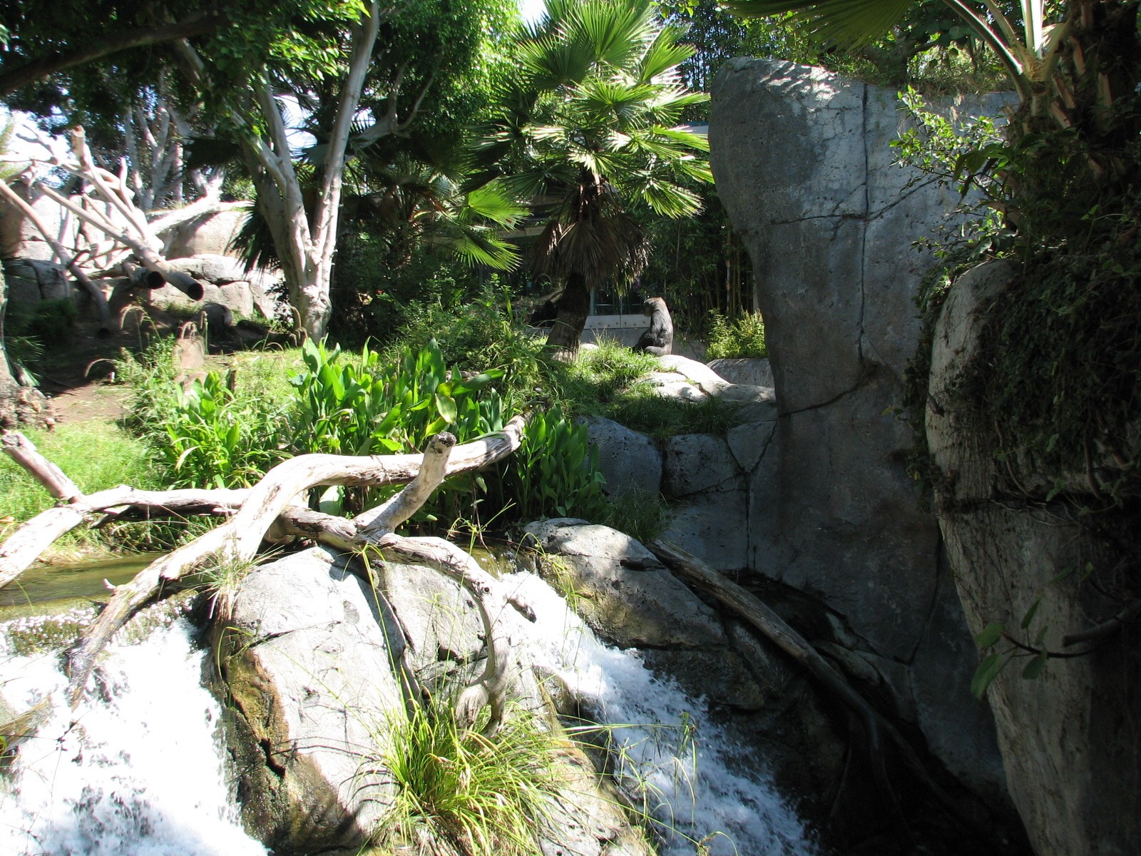 Lost Forest - Gorilla Tropics - Gorilla Exhibit