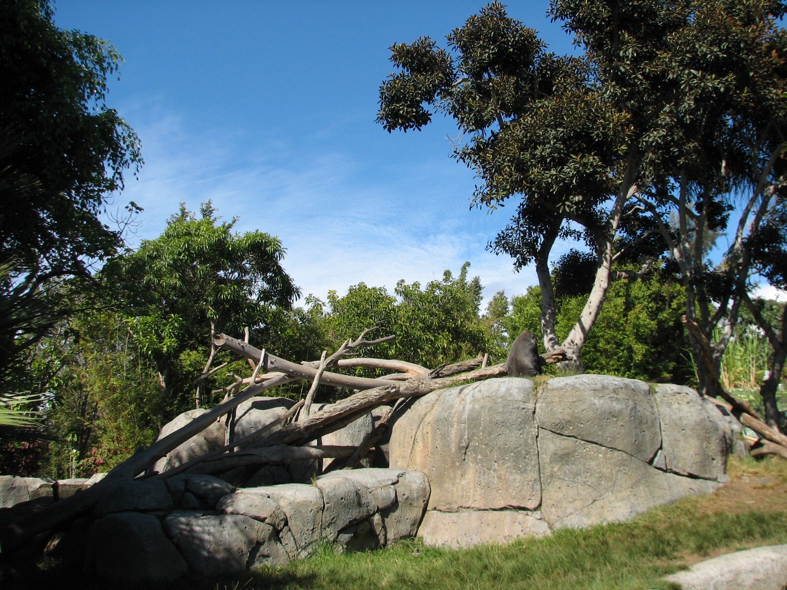 Lost Forest - Gorilla Tropics - Gorilla Exhibit