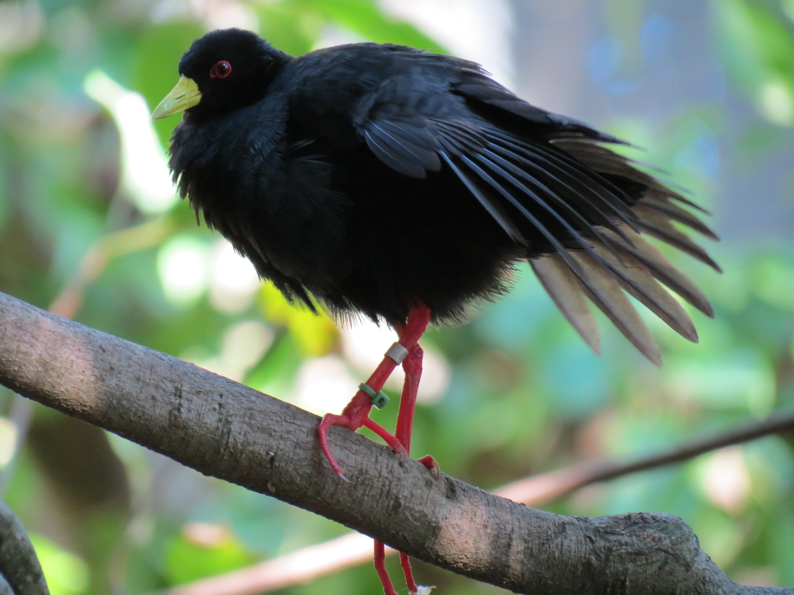 Lost Forest - Gorilla Tropics - Scripps Aviary - Black Crake