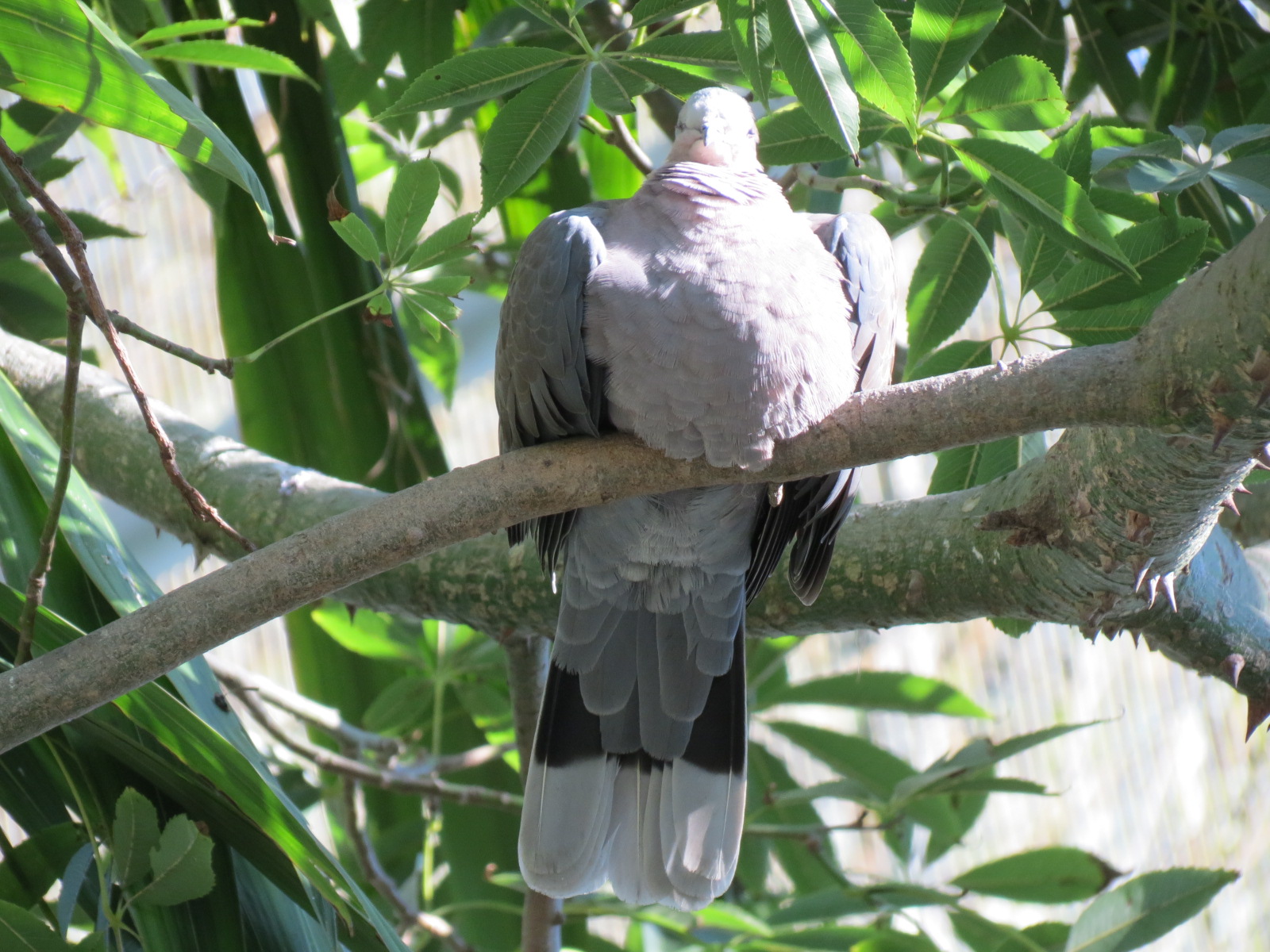 Lost Forest - Gorilla Tropics - Scripps Aviary - Red-eyed Dove