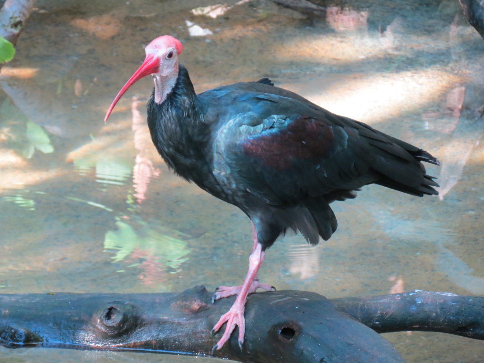 Lost Forest - Gorilla Tropics - Scripps Aviary - Southern Bald Ibis