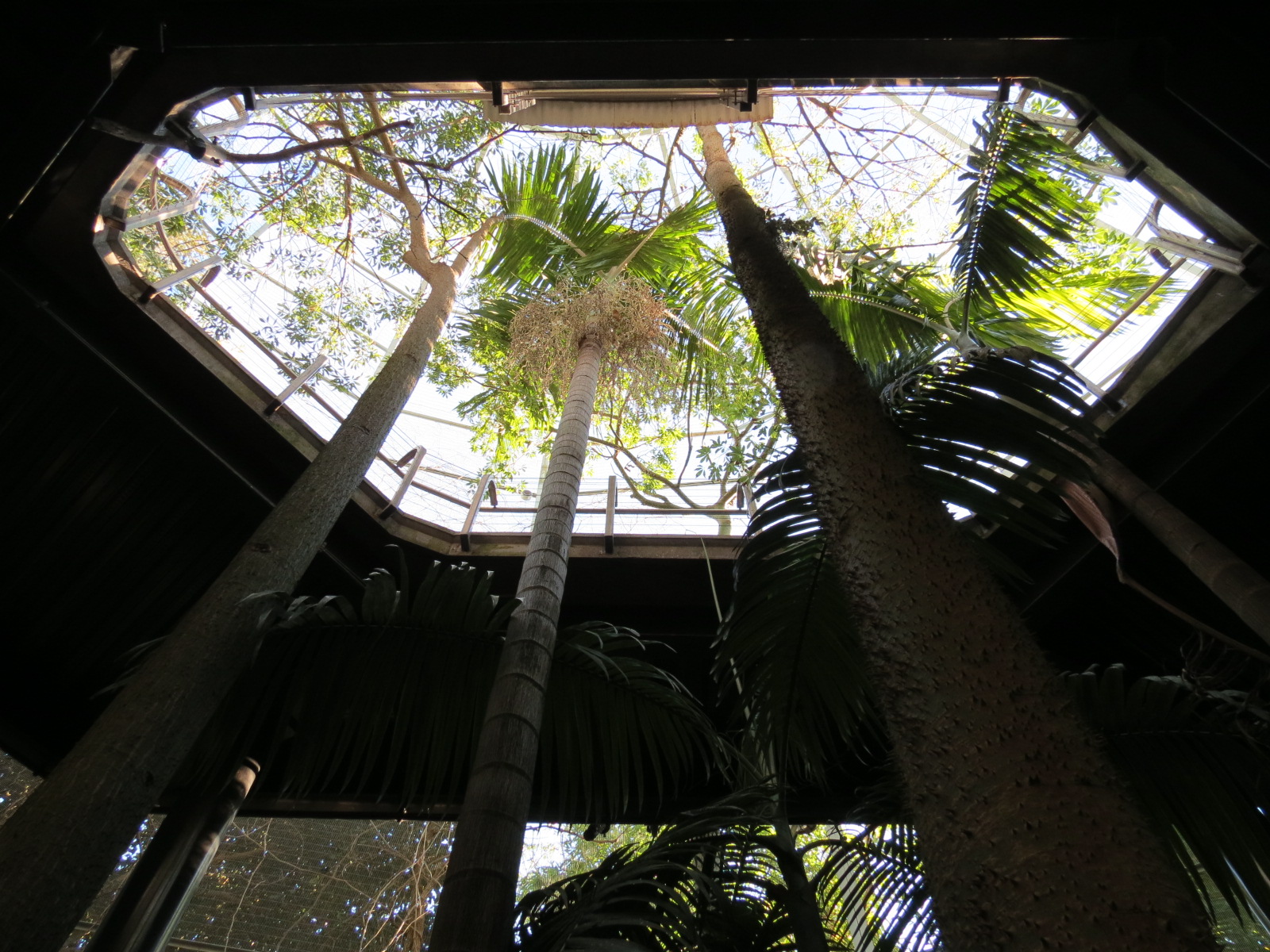 Lost Forest - Gorilla Tropics - Scripps Aviary