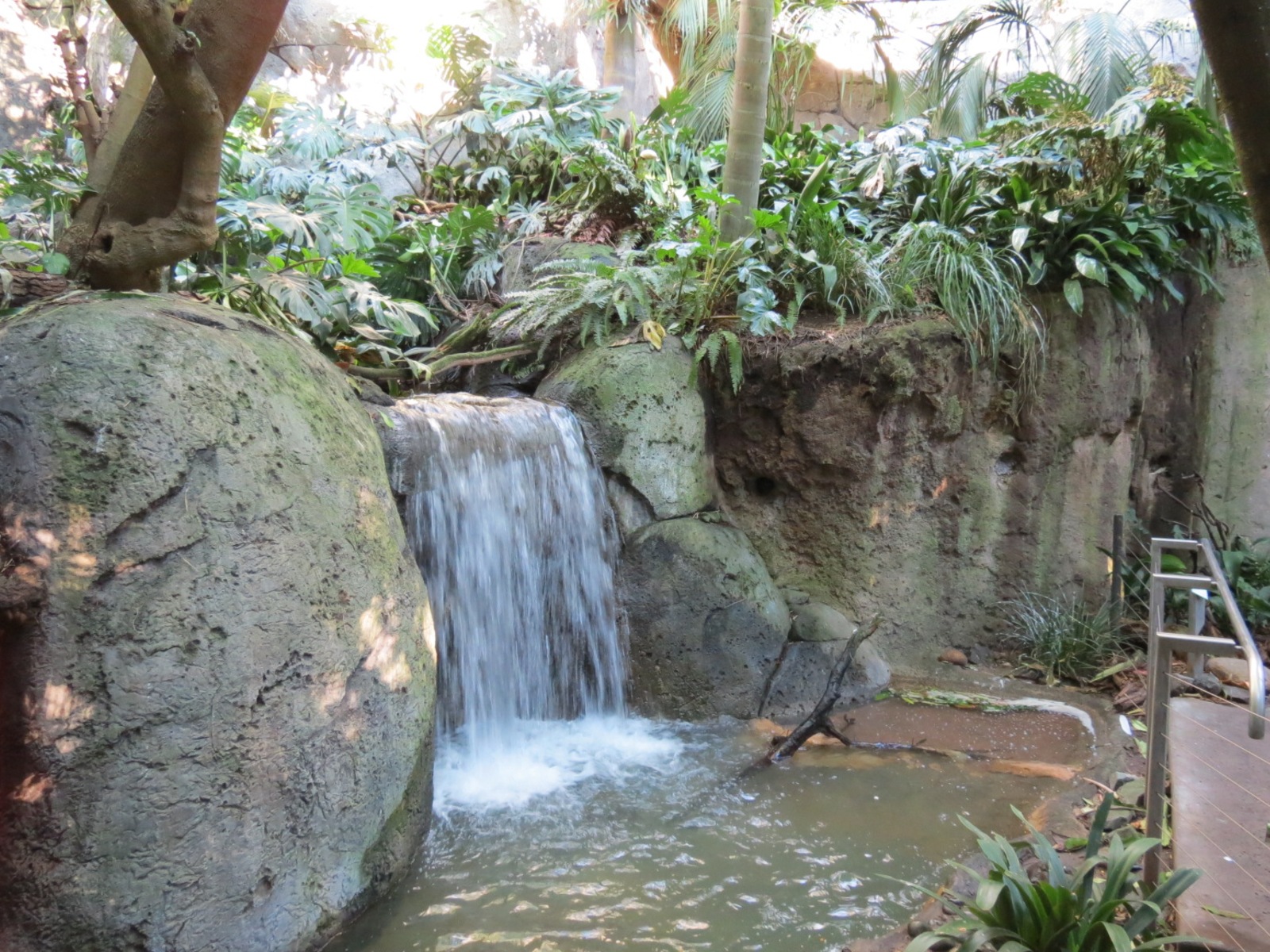 Lost Forest - Gorilla Tropics - Scripps Aviary
