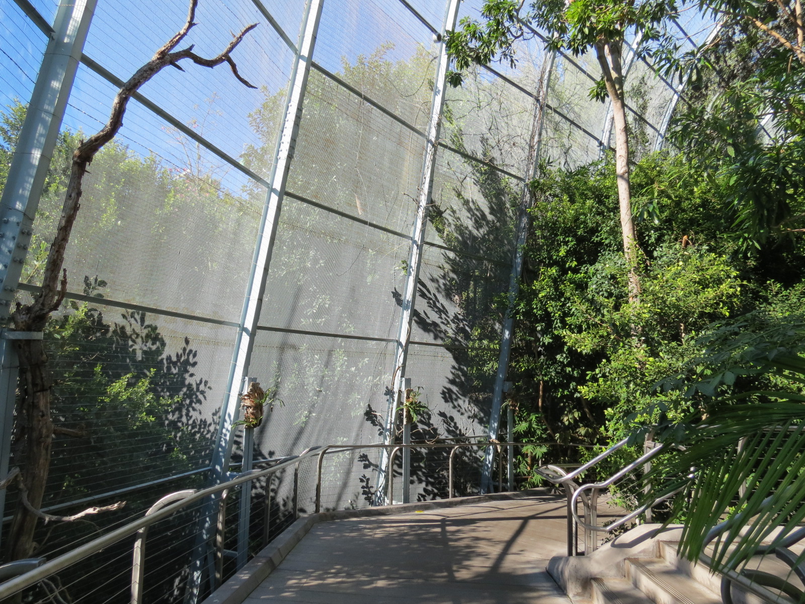 Lost Forest - Gorilla Tropics - Scripps Aviary