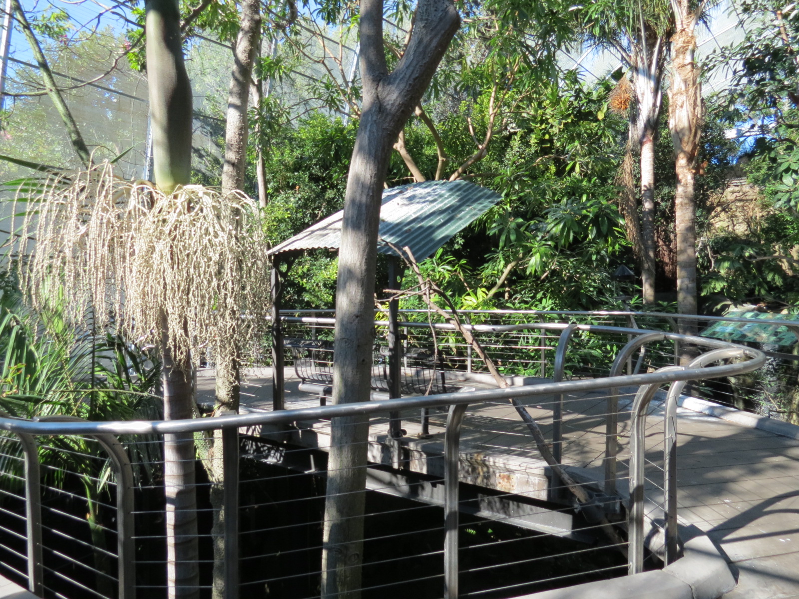 Lost Forest - Gorilla Tropics - Scripps Aviary