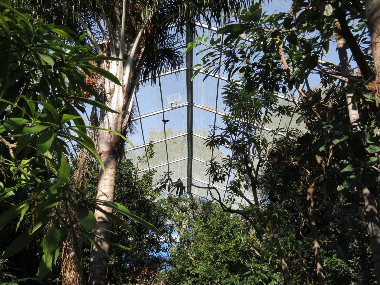 Lost Forest - Gorilla Tropics - Scripps Aviary