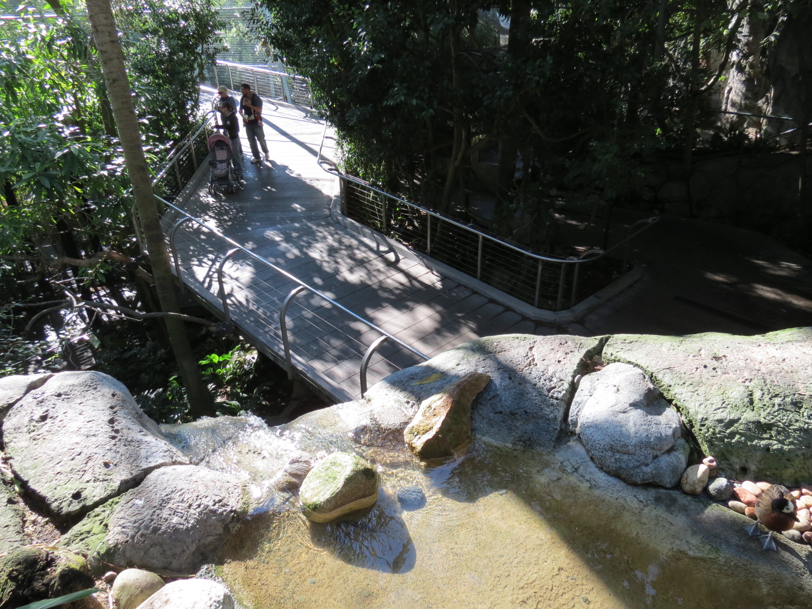 Lost Forest - Gorilla Tropics - Scripps Aviary