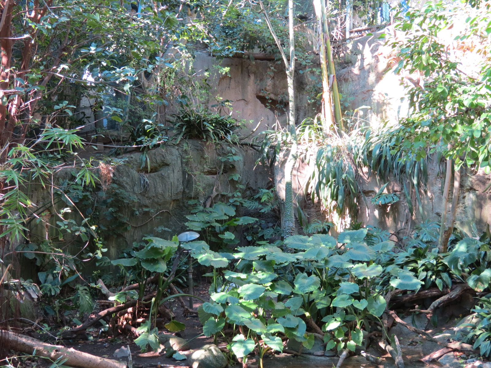 Lost Forest - Gorilla Tropics - Scripps Aviary