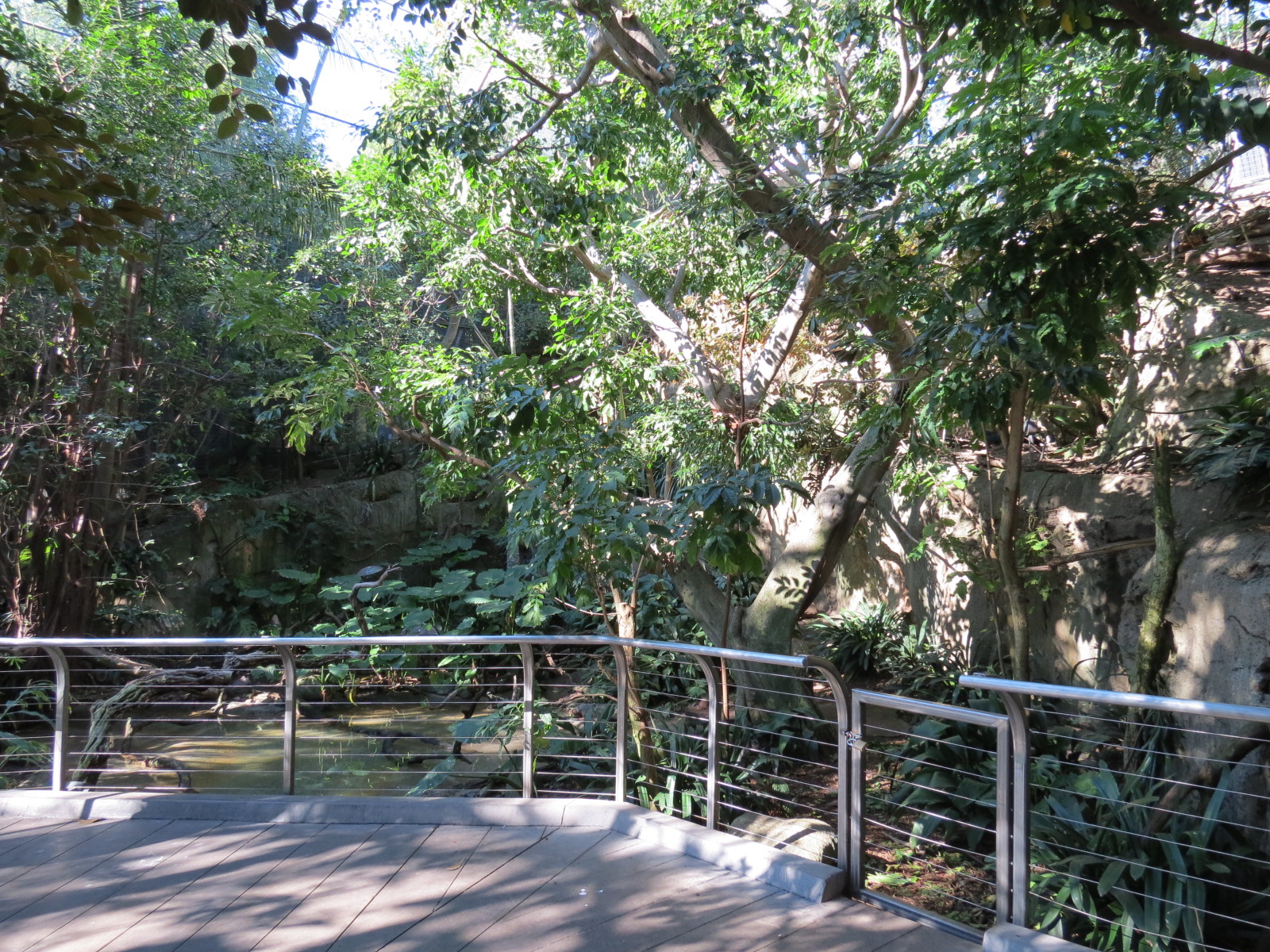 Lost Forest - Gorilla Tropics - Scripps Aviary