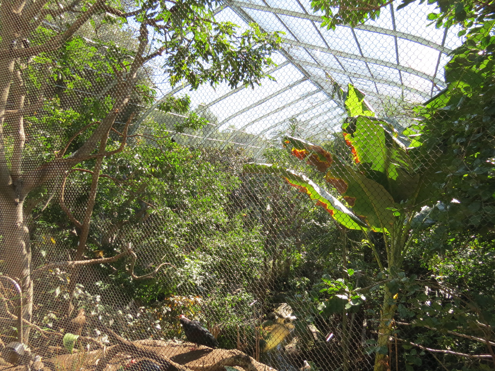 Lost Forest - Gorilla Tropics - Scripps Aviary