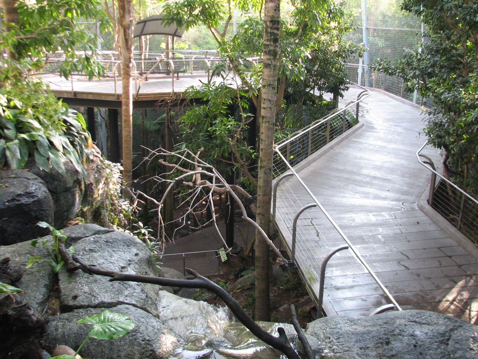 Lost Forest - Gorilla Tropics - Scripps Aviary