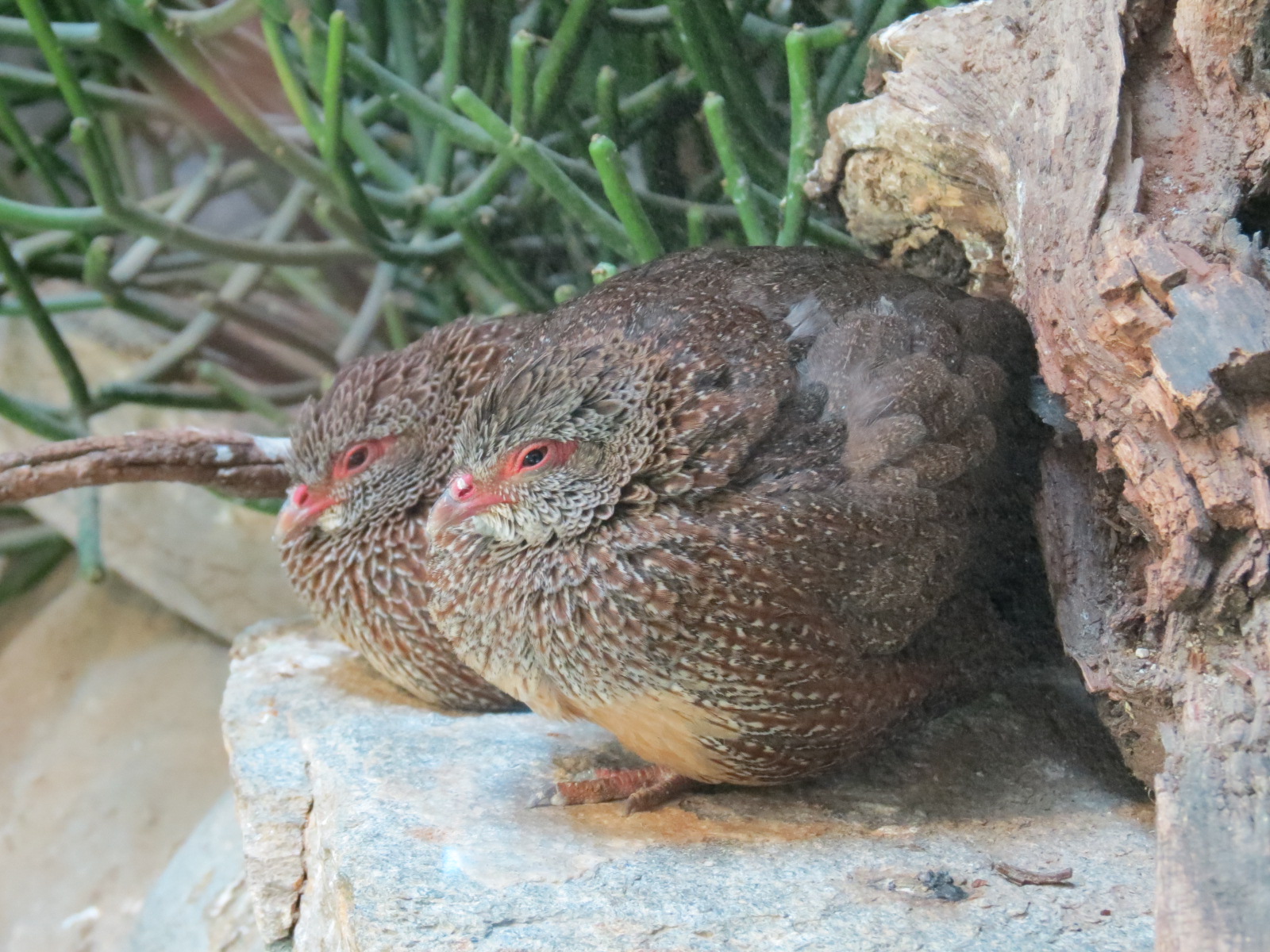Lost Forest - Gorilla Tropics - Stone Partridge and Others Exhibit