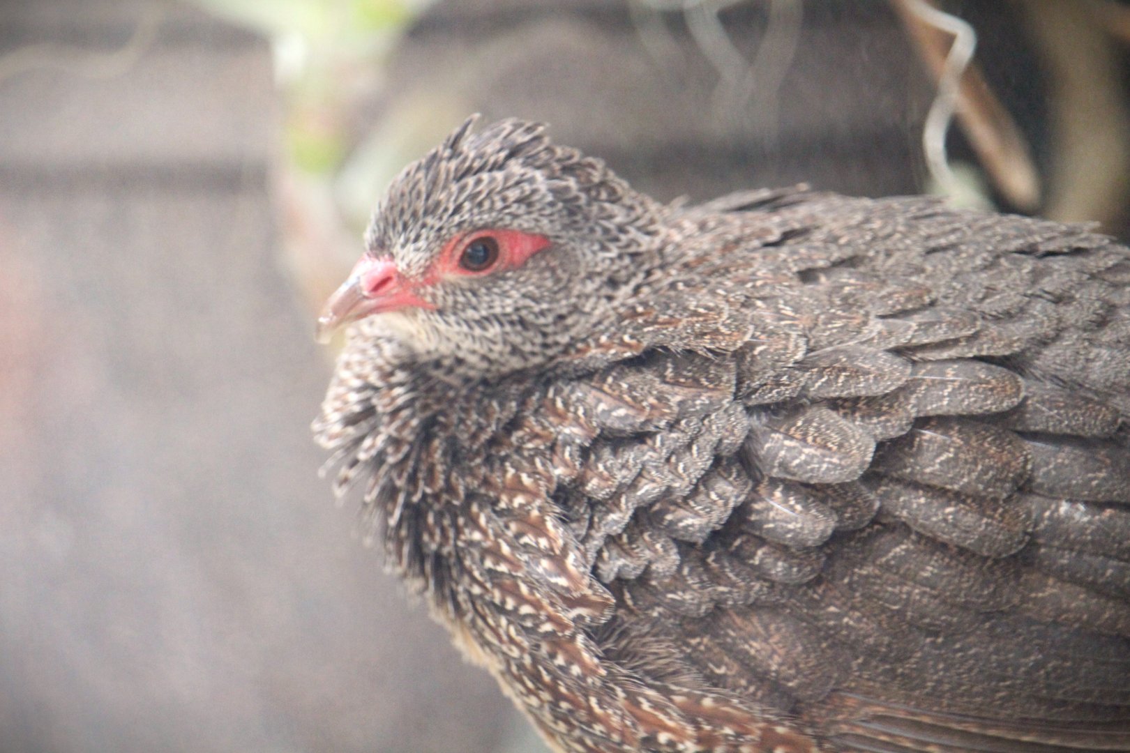 Lost Forest - Gorilla Tropics - Stone Partridge