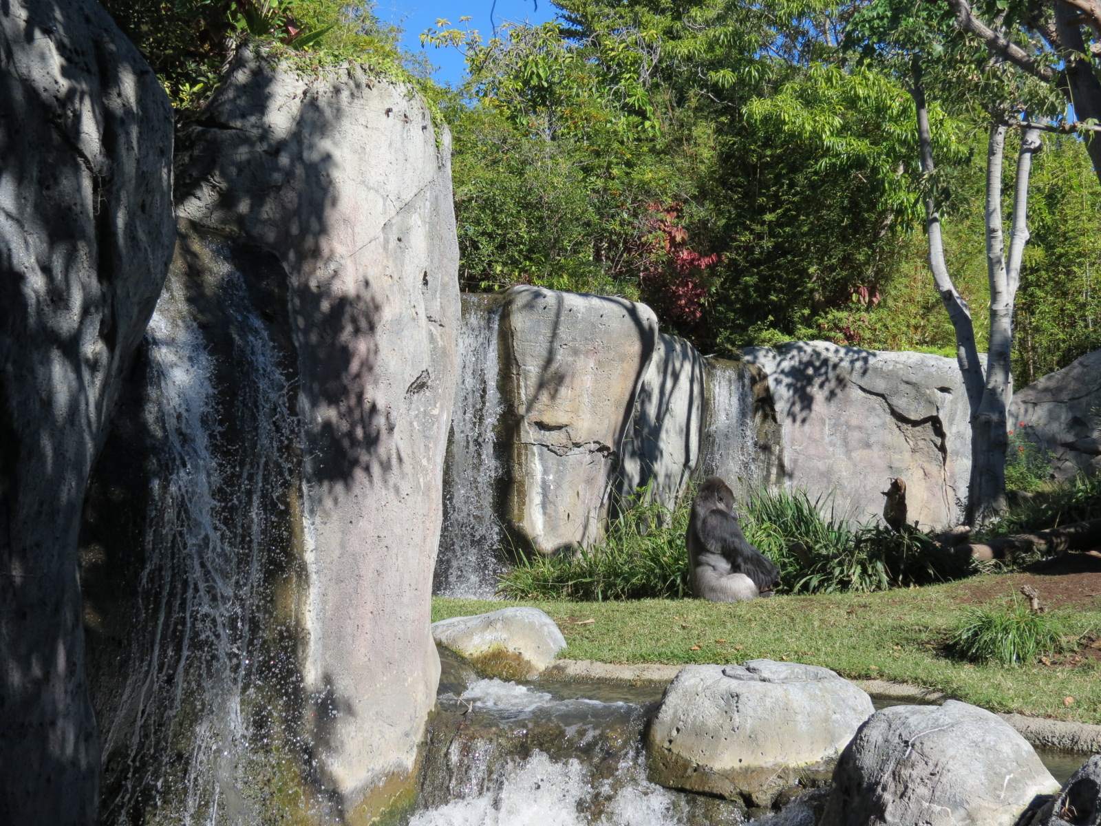 Lost Forest - Gorilla Tropics - Western Lowland Gorilla Exhibit