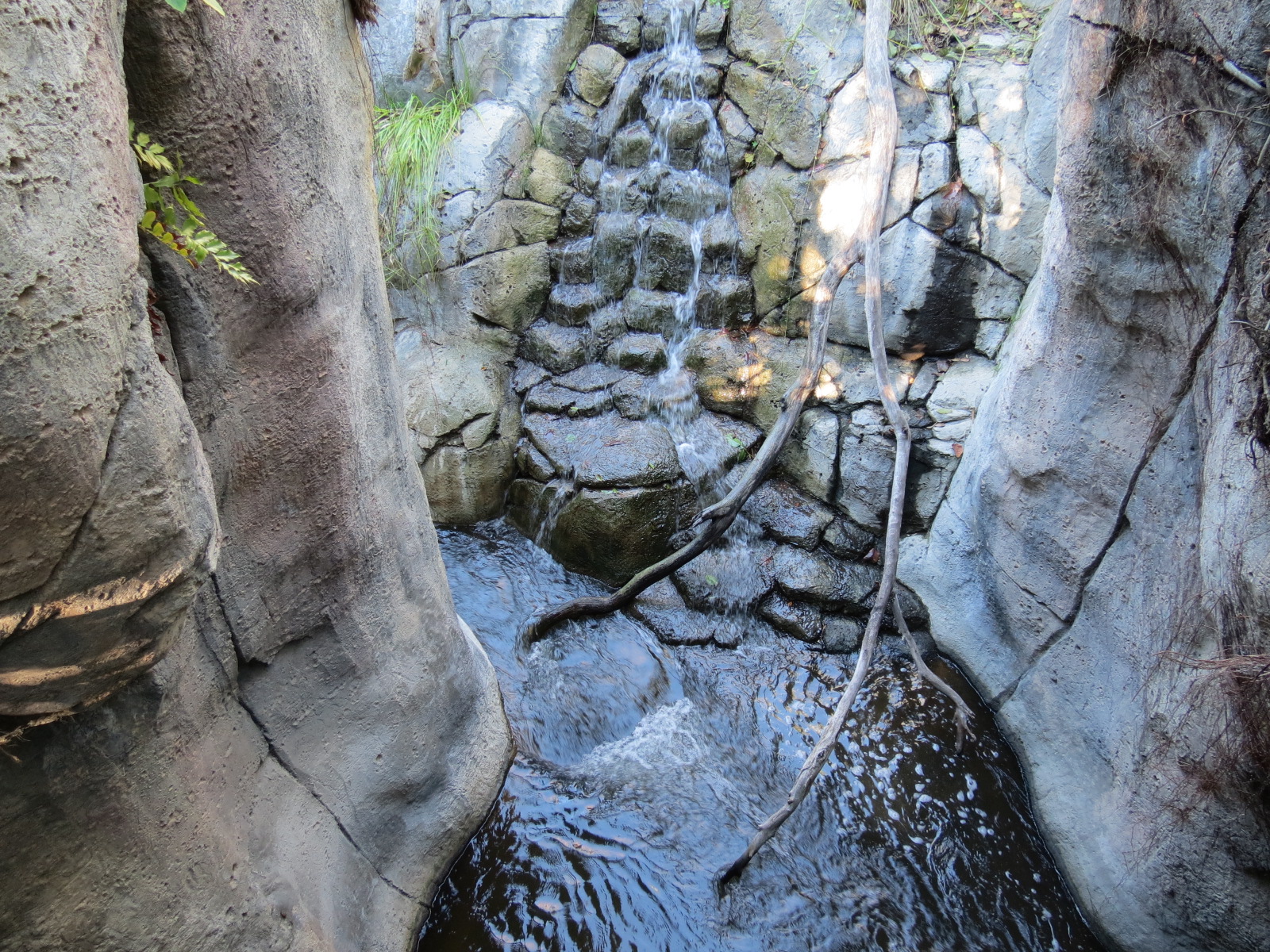 Lost Forest - Gorilla Tropics - Western Lowland Gorilla Exhibit