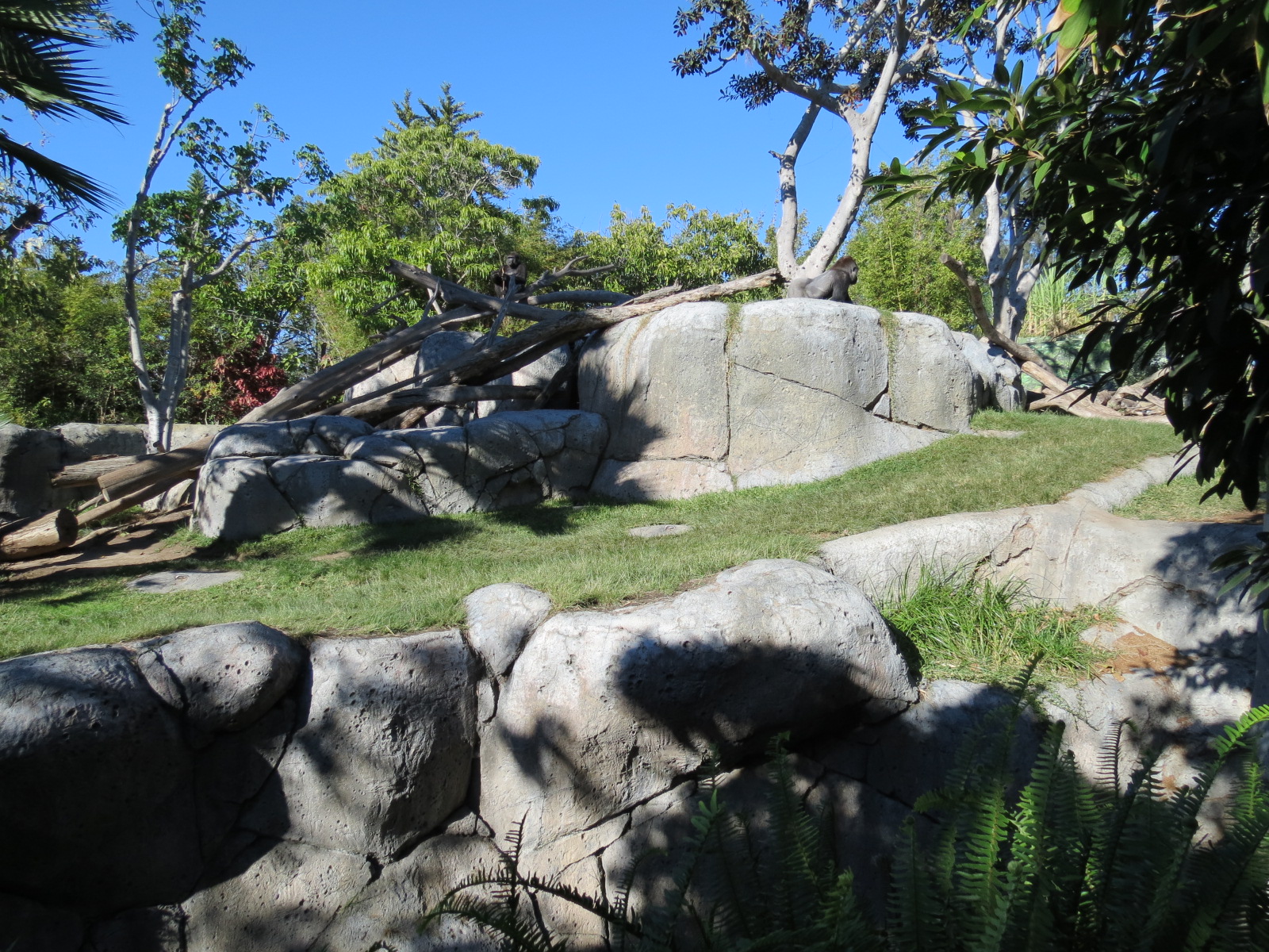 Lost Forest - Gorilla Tropics - Western Lowland Gorilla Exhibit