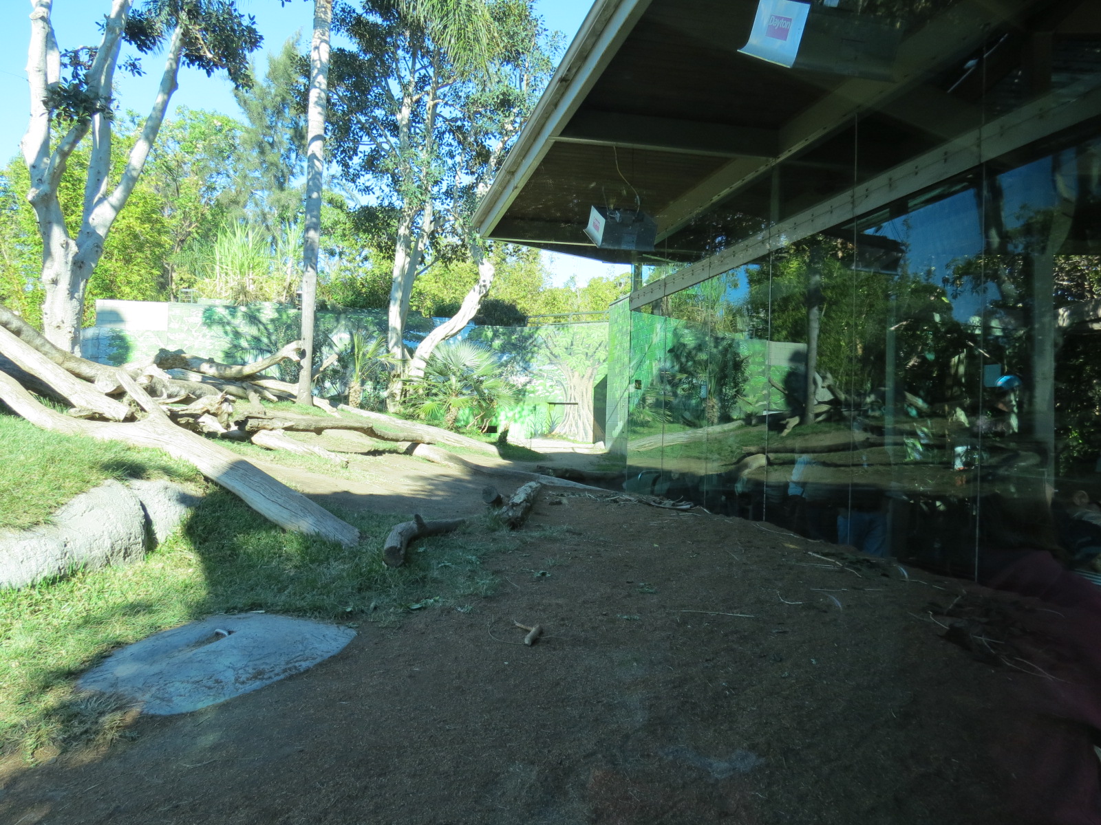 Lost Forest - Gorilla Tropics - Western Lowland Gorilla Exhibit