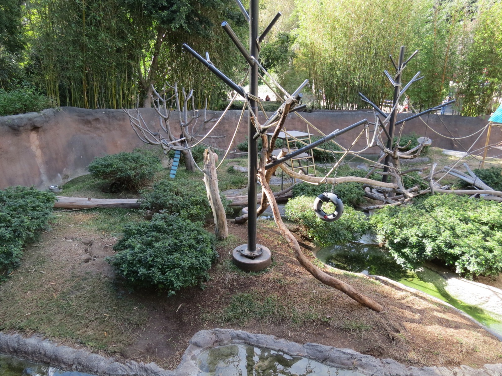 Lost Forest - Ituri Forest - African Spot-necked Otter and Others Exhibit