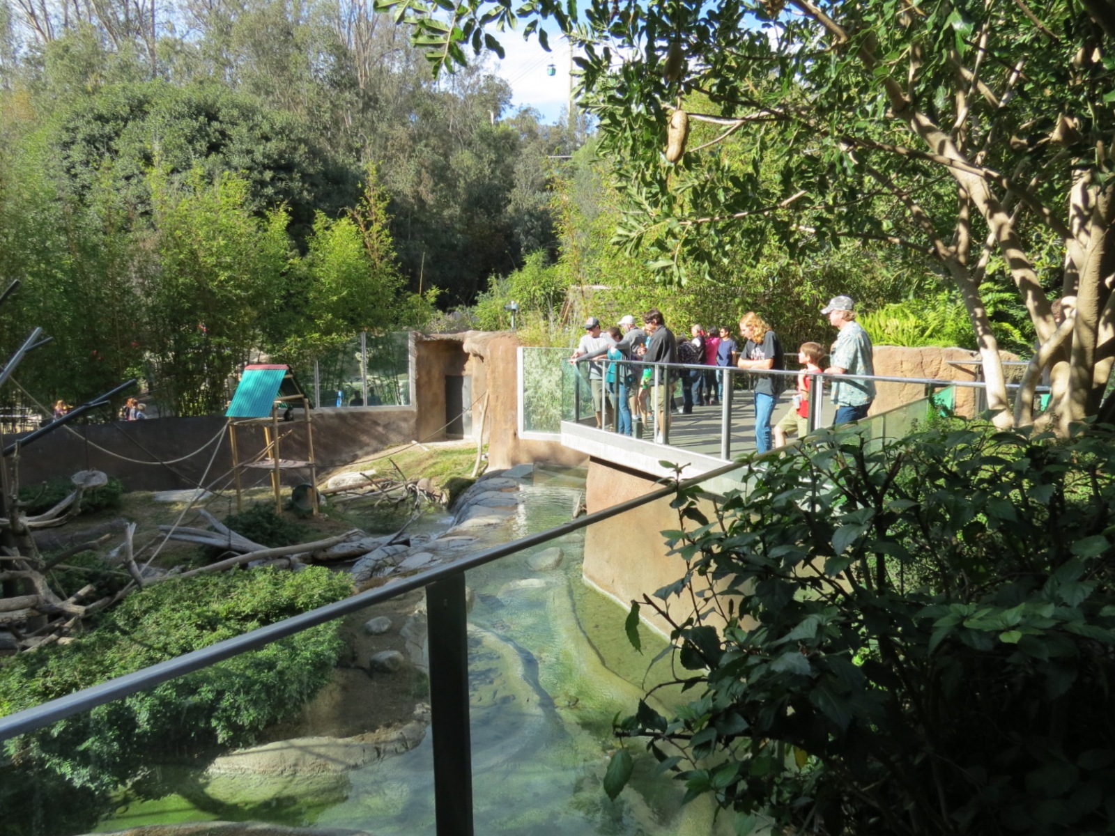 Lost Forest - Ituri Forest - African Spot-necked Otter and Others Exhibit