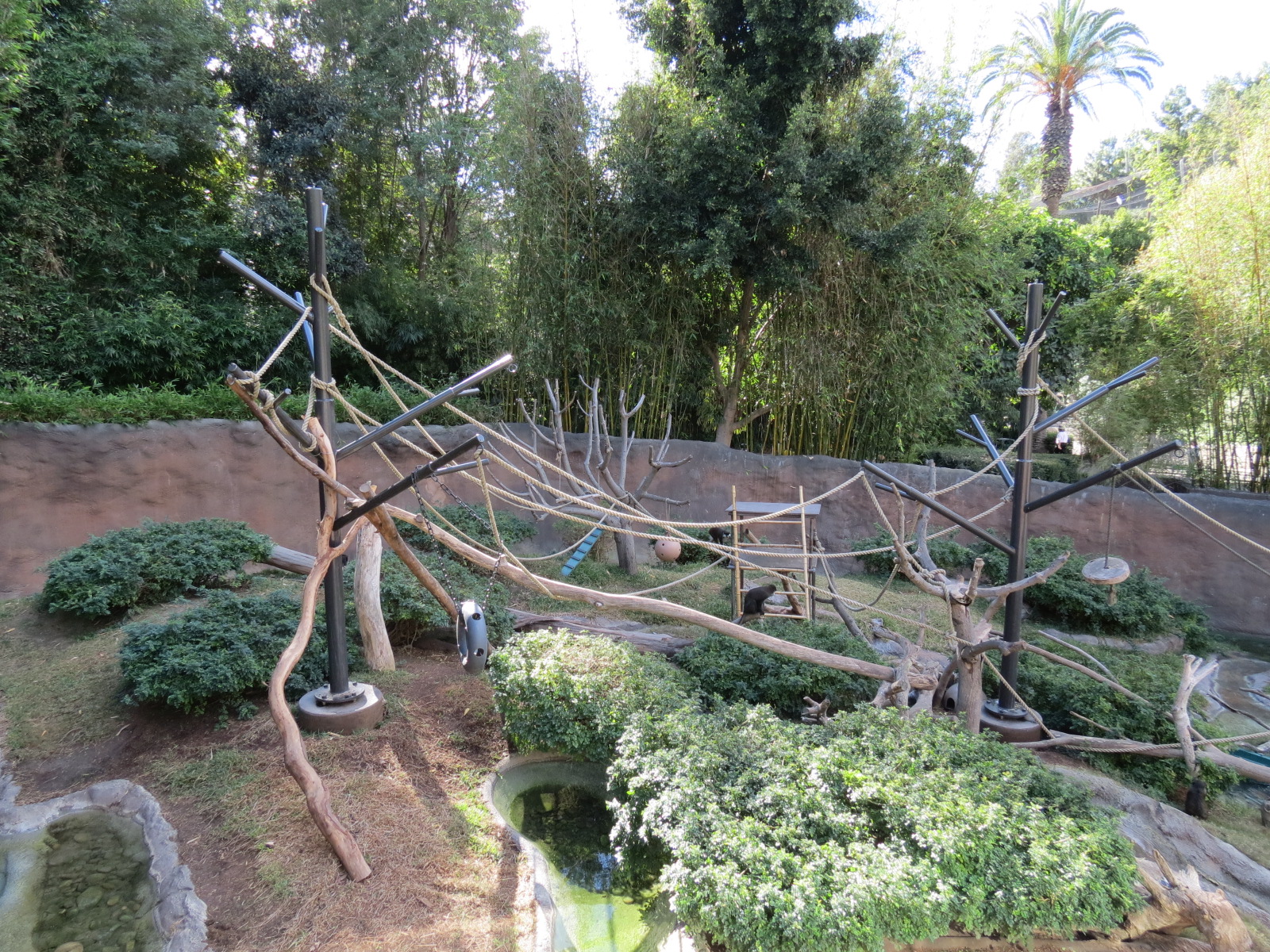 Lost Forest - Ituri Forest - African Spot-necked Otter and Others Exhibit