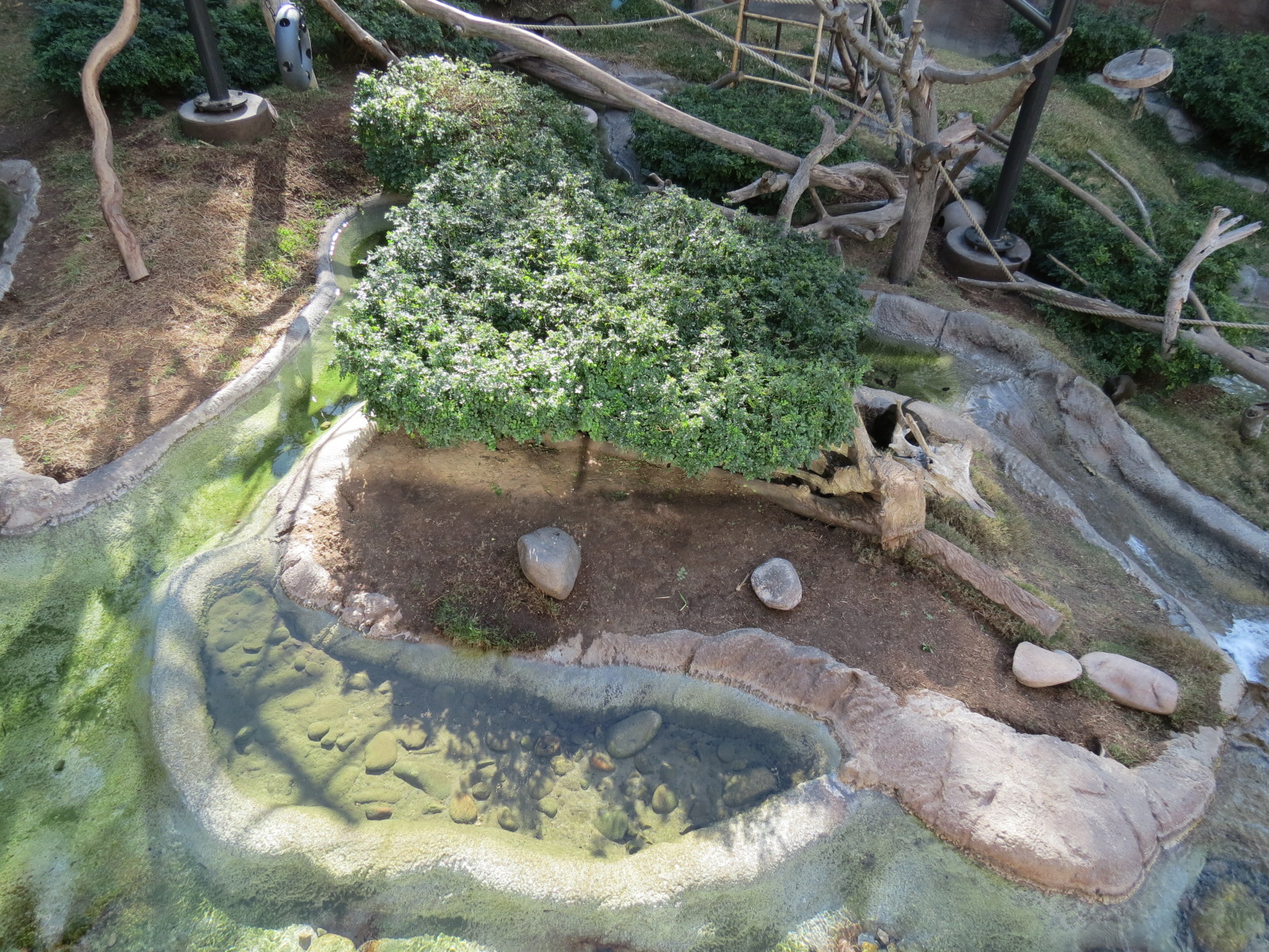 Lost Forest - Ituri Forest - African Spot-necked Otter and Others Exhibit