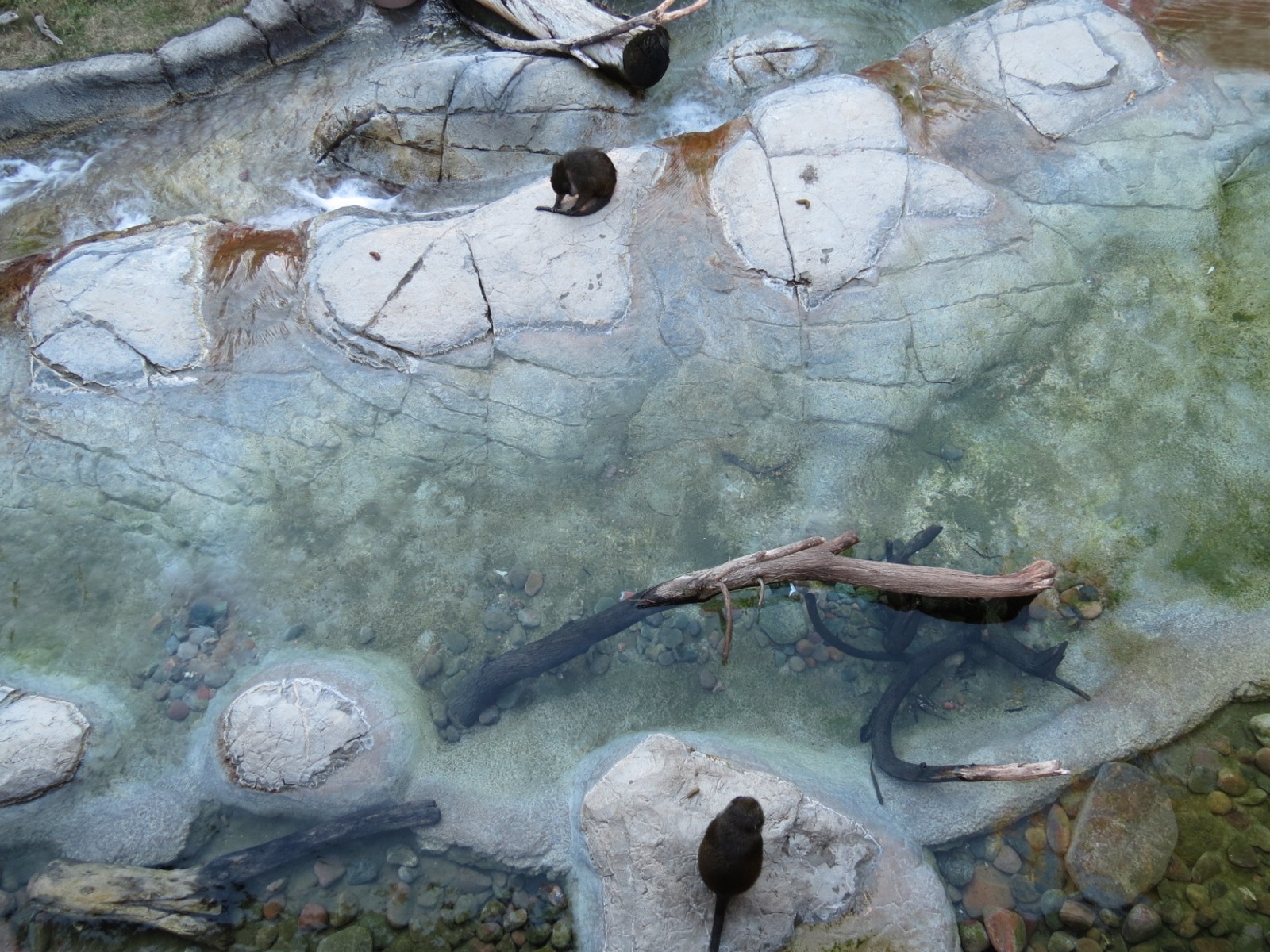 Lost Forest - Ituri Forest - African Spot-necked Otter and Others Exhibit