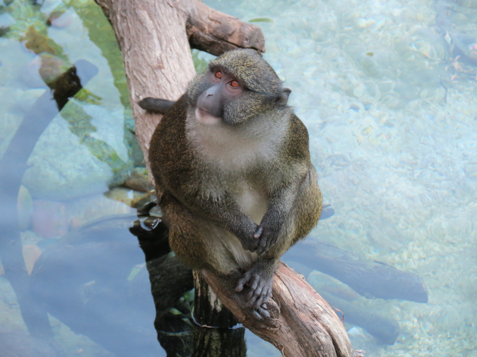 Lost Forest - Ituri Forest - African Spot-necked Otter and Others Exhibit -