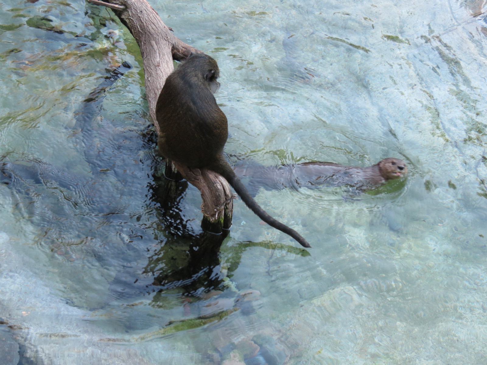 Lost Forest - Ituri Forest - African Spot-necked Otter and Others Exhibit -