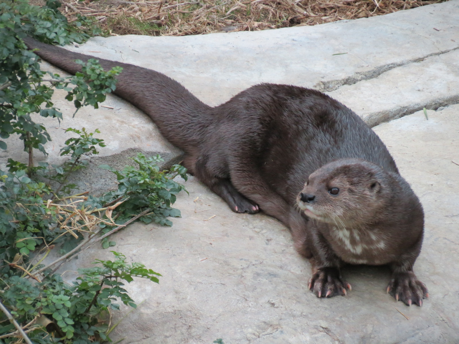 Lost Forest - Ituri Forest - African Spot-necked Otter and Others Exhibit