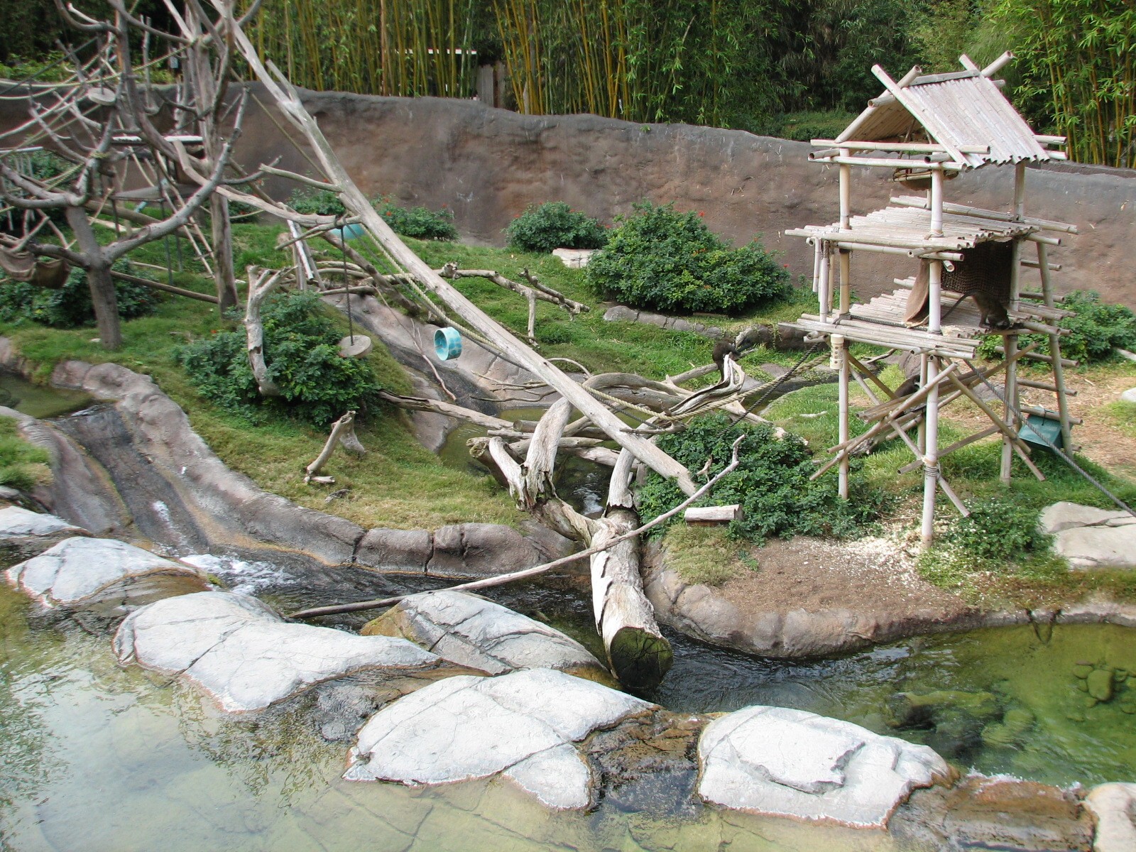 Lost Forest - Ituri Forest - African Spot-Necked Otter, Schmidts Spot-Nosed