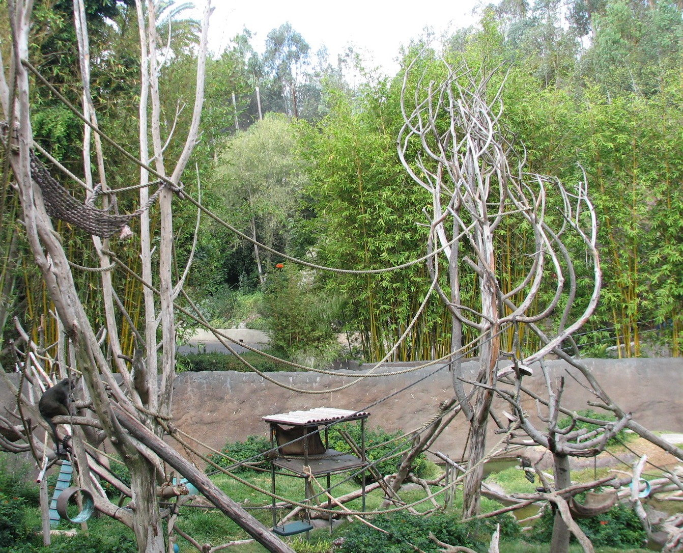 Lost Forest - Ituri Forest - African Spot-Necked Otter, Schmidts Spot-Nosed