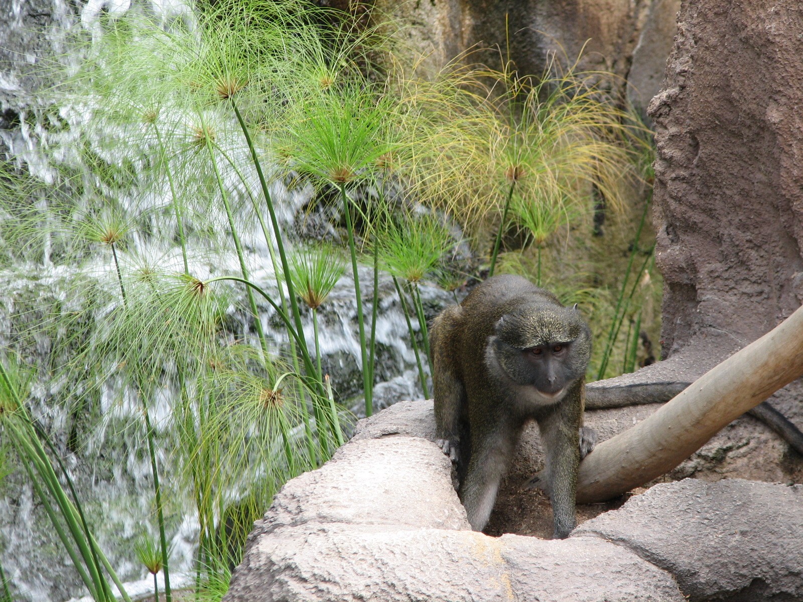 Lost Forest - Ituri Forest - Allens Swamp Monkey