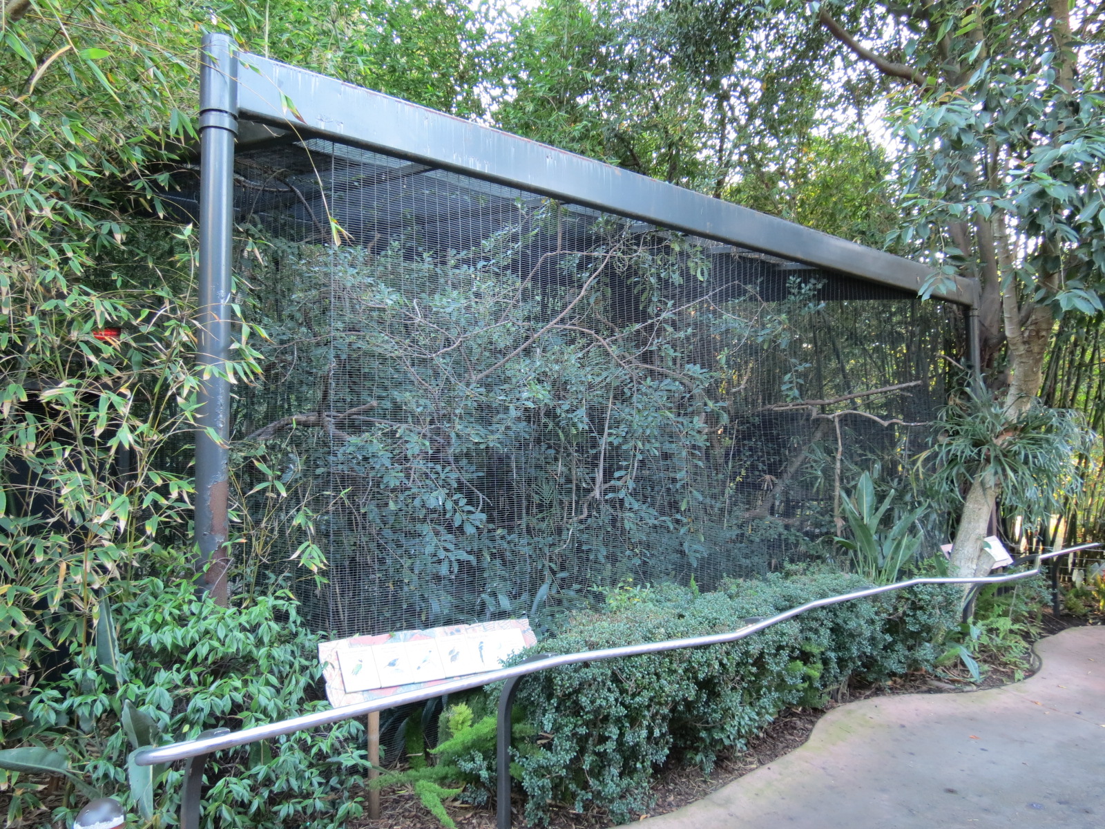 Lost Forest - Ituri Forest - Black-cheeked Lovebird and Others Exhibit