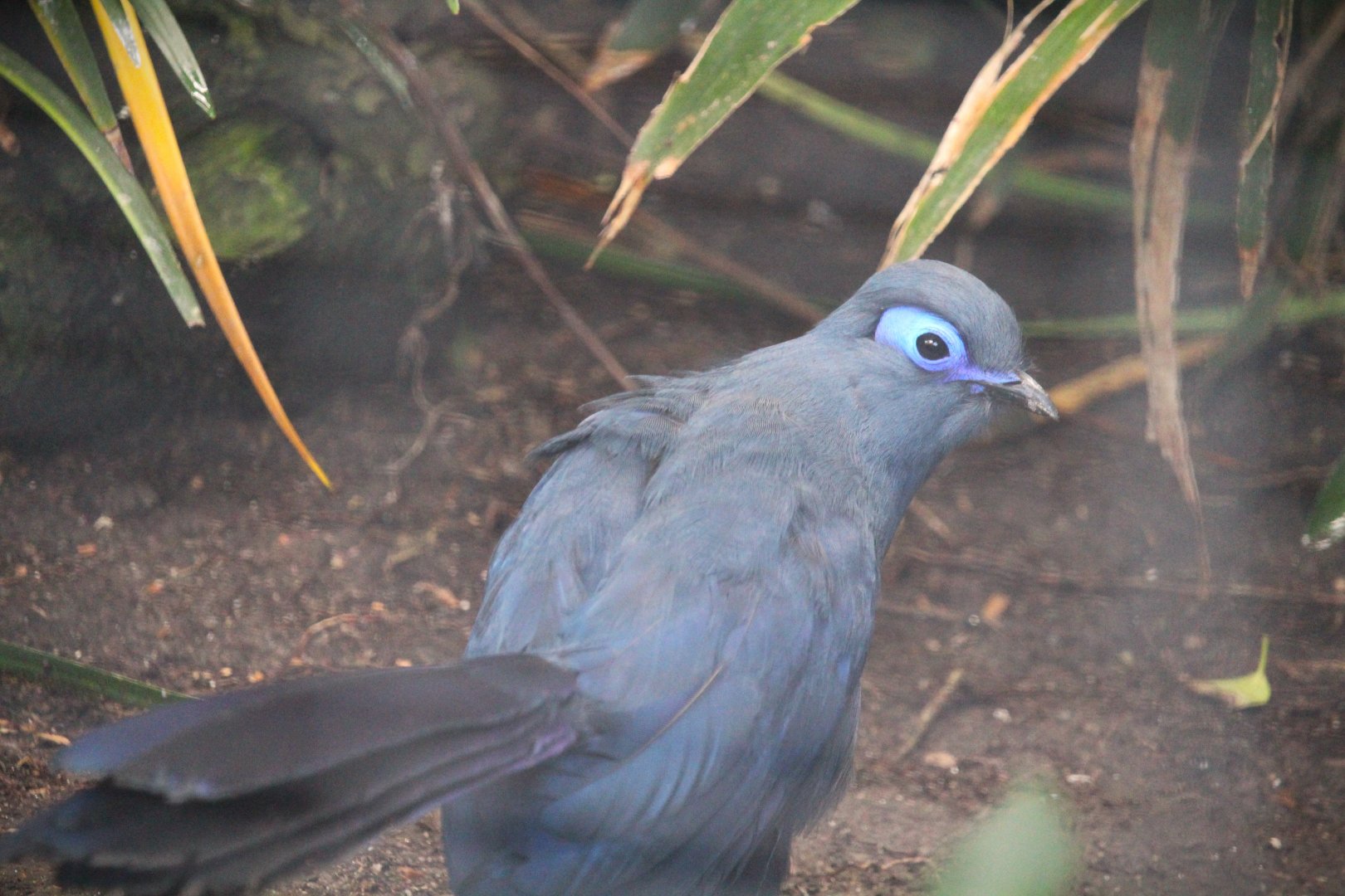 Lost Forest - Ituri Forest - Blue Coua
