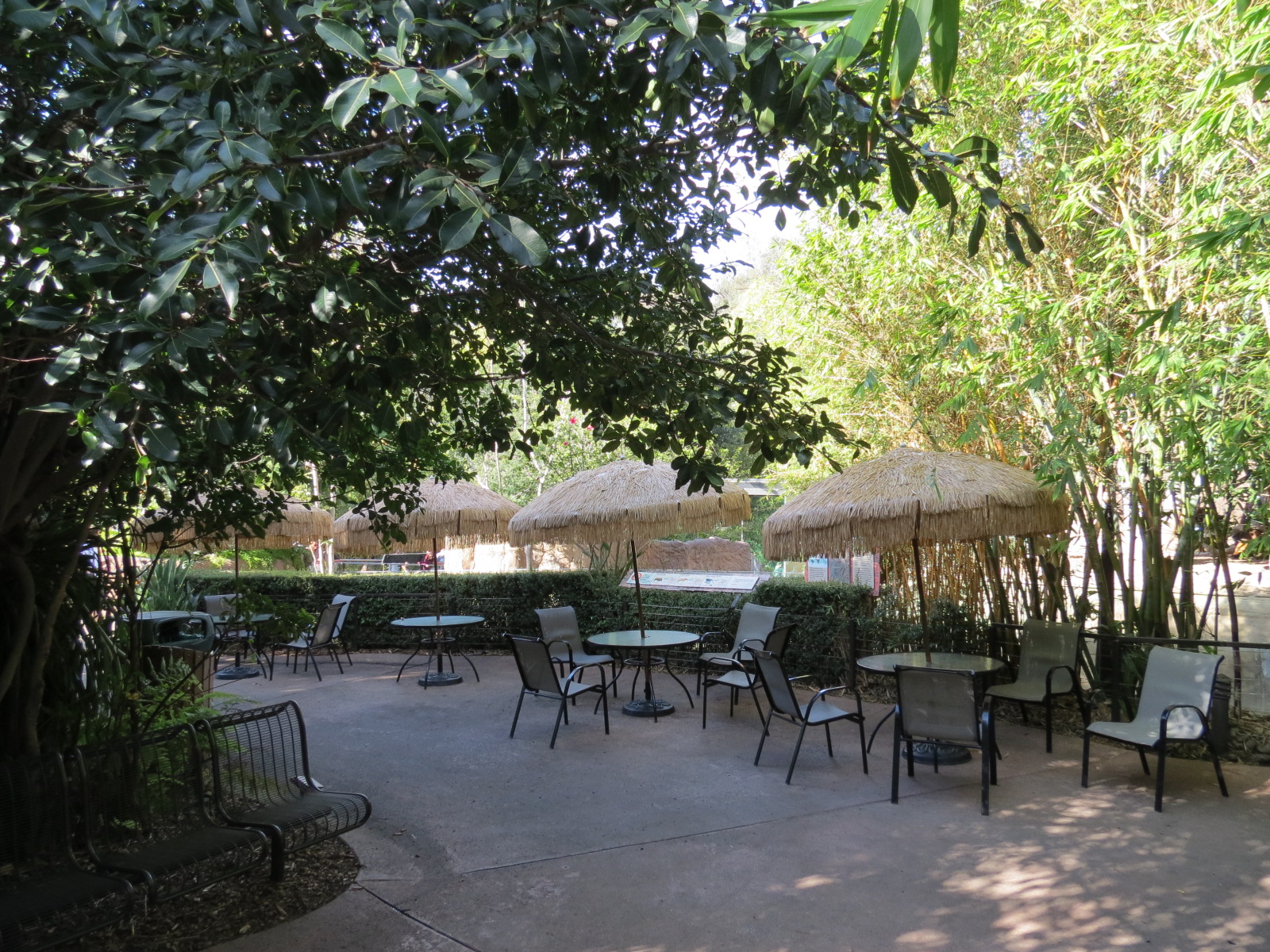 Lost Forest - Ituri Forest - Epulu Village