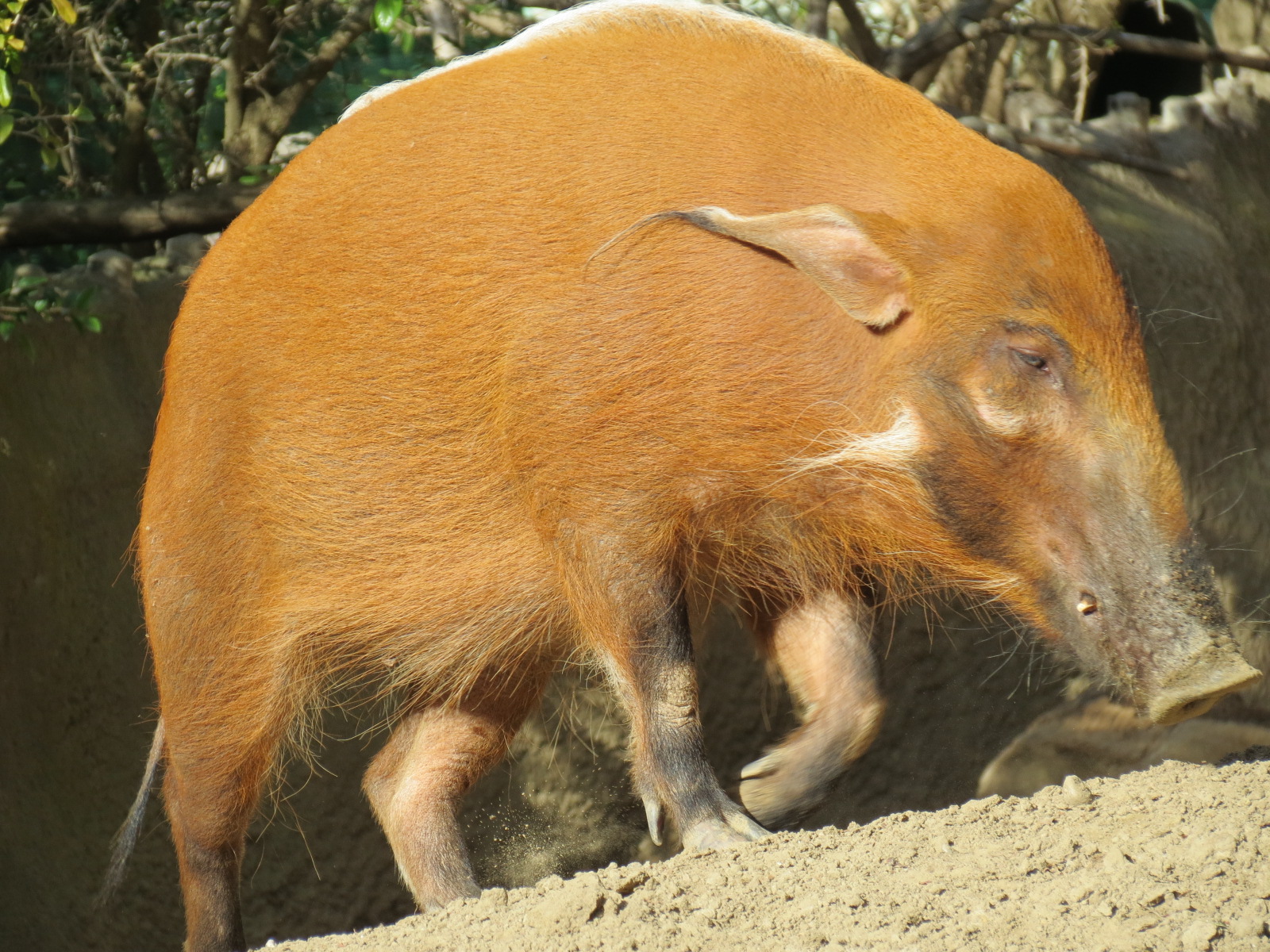 Lost Forest - Ituri Forest - Forest Buffalo and Others Exhibit - Red River
