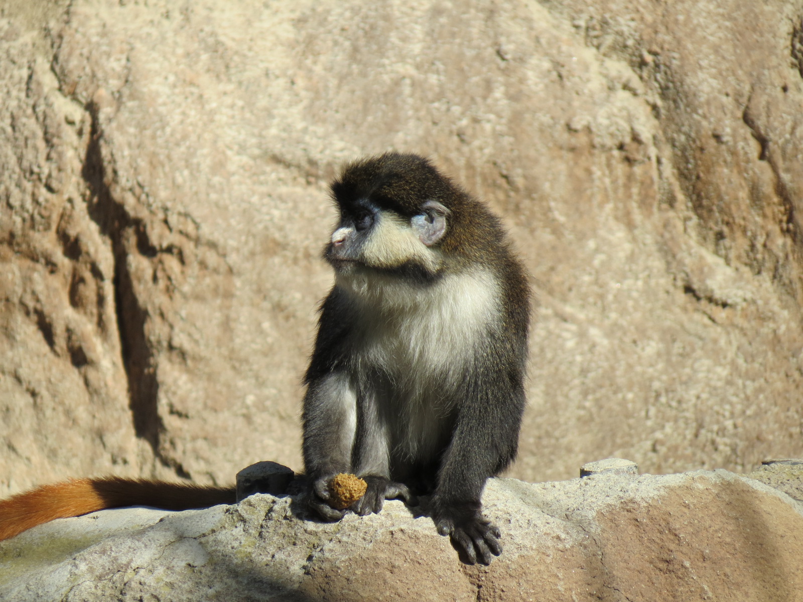 Lost Forest - Ituri Forest - Forest Buffalo and Others Exhibit - Schmidt's