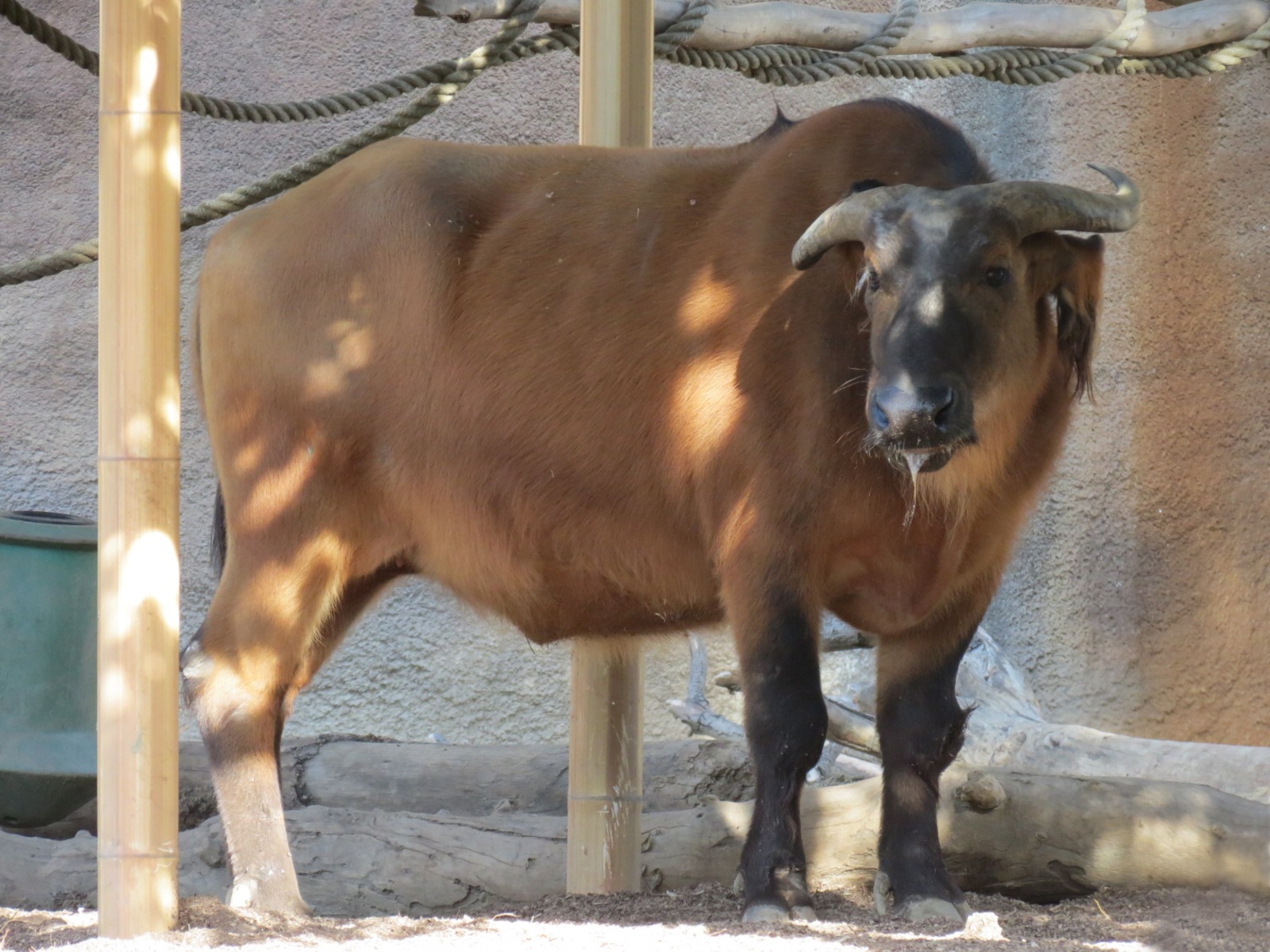 Lost Forest - Ituri Forest - Forest Buffalo and Others Exhibit