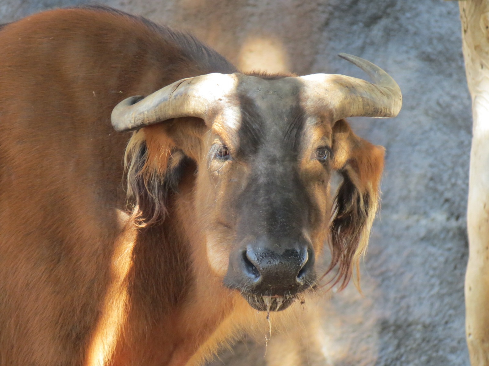 Lost Forest - Ituri Forest - Forest Buffalo and Others Exhibit