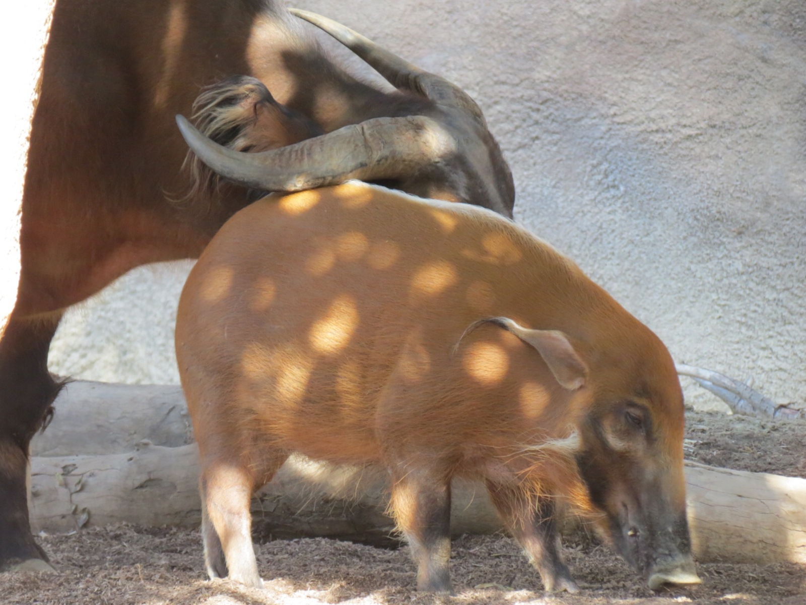 Lost Forest - Ituri Forest - Forest Buffalo and Others Exhibit