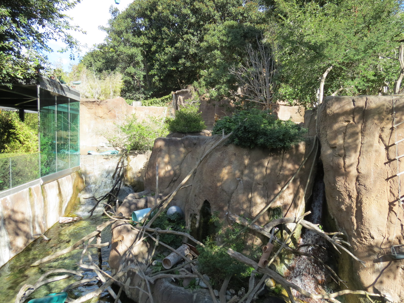 Lost Forest - Ituri Forest - Forest Buffalo and Others Exhibit