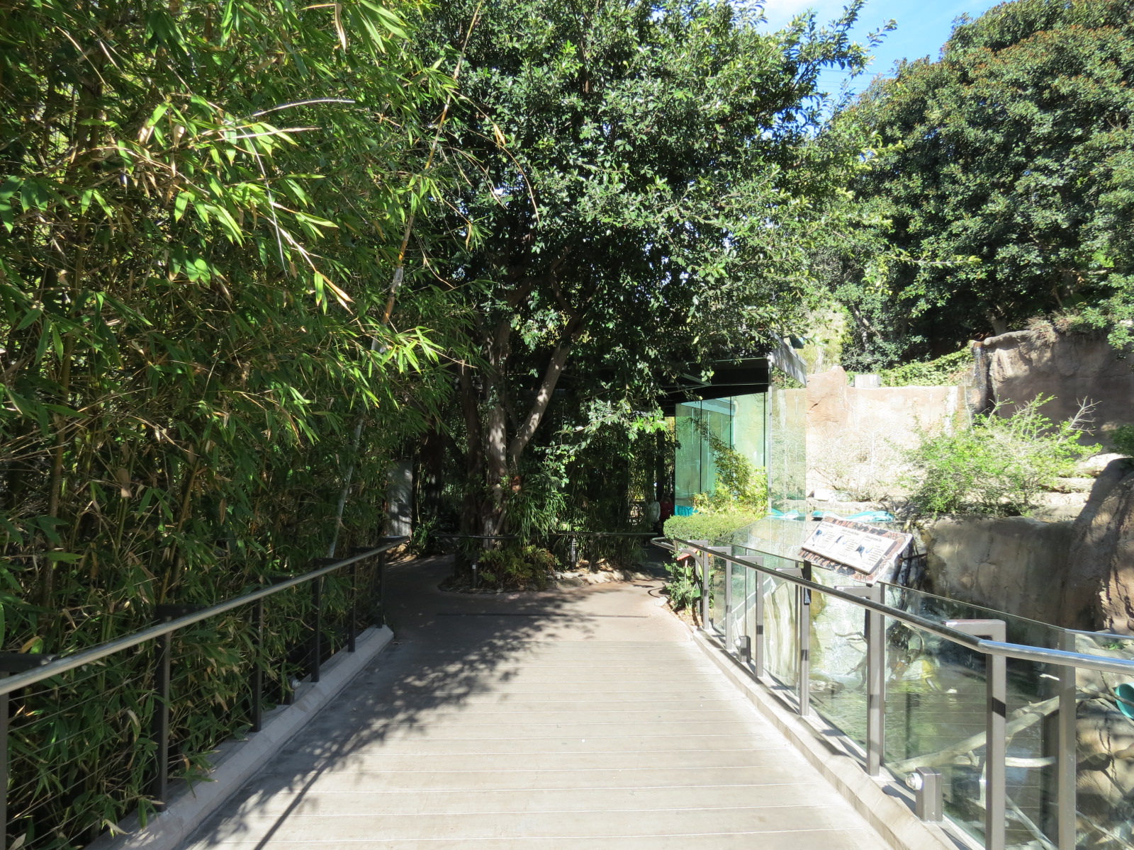 Lost Forest - Ituri Forest - Forest Buffalo and Others Exhibit