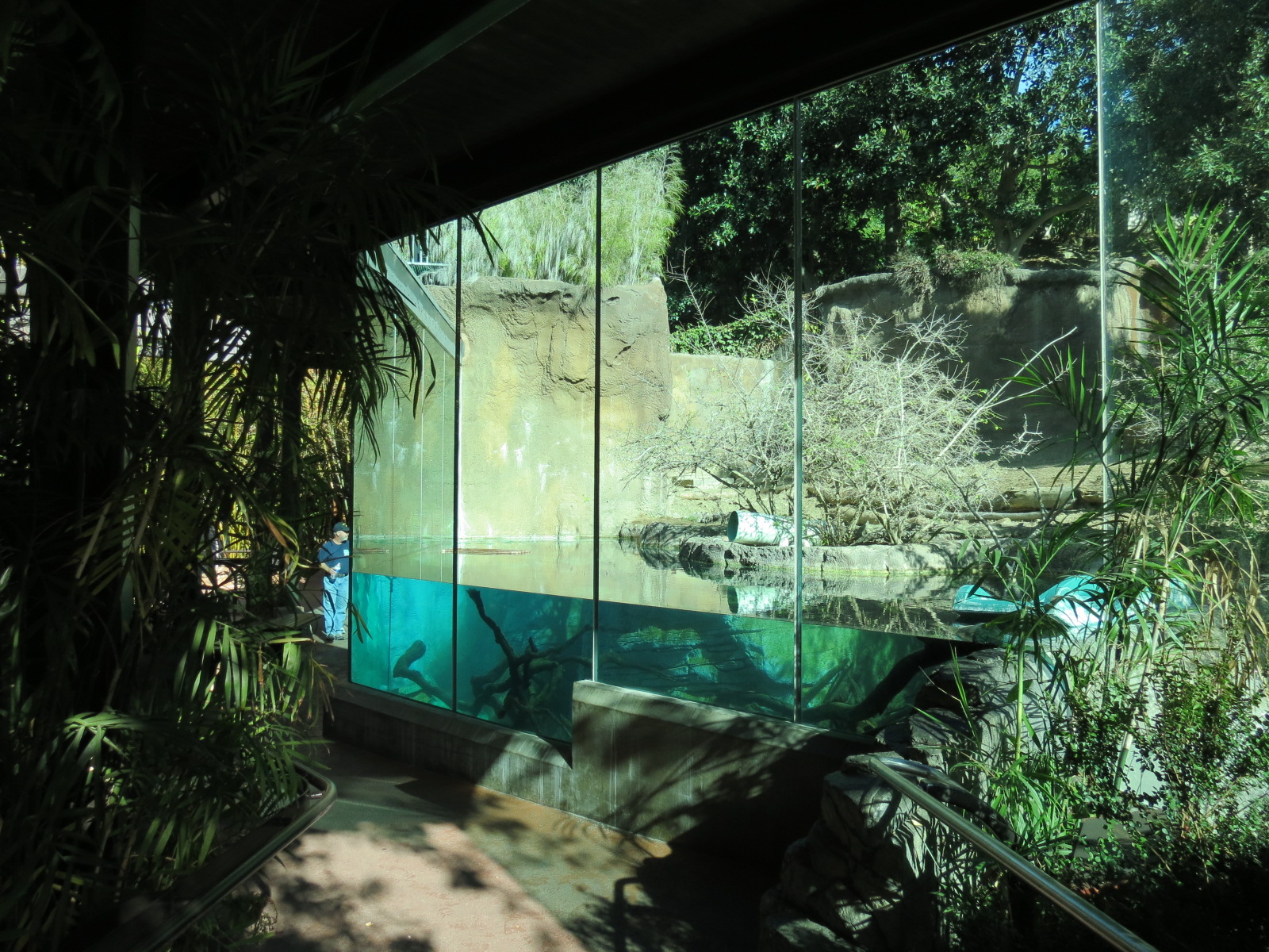 Lost Forest - Ituri Forest - Forest Buffalo and Others Exhibit