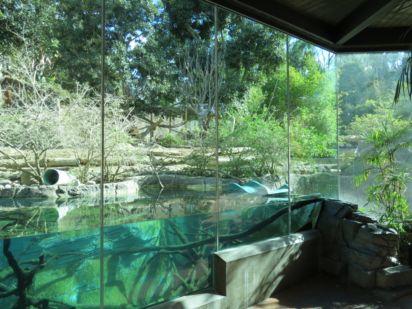 Lost Forest - Ituri Forest - Forest Buffalo and Others Exhibit