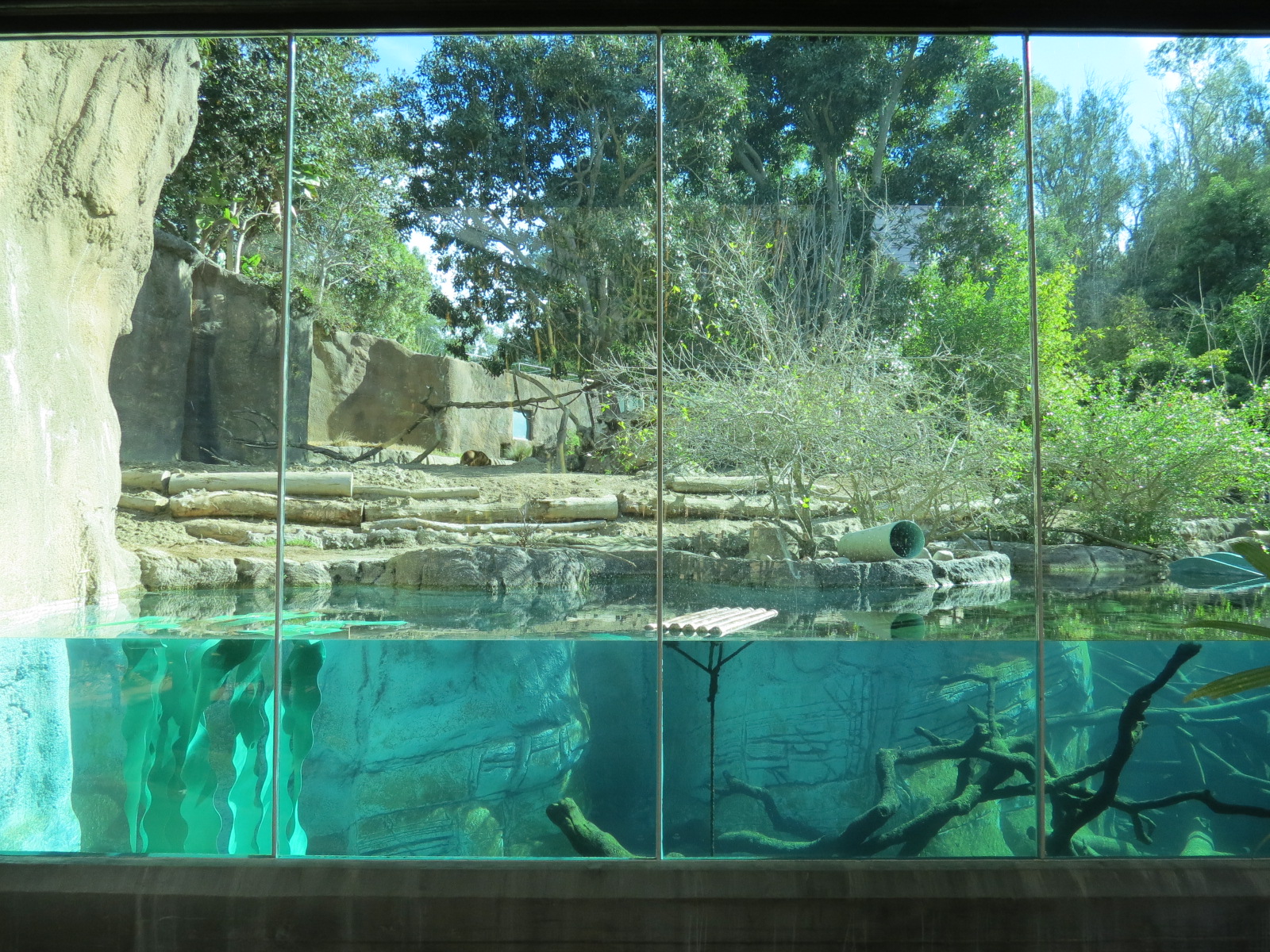 Lost Forest - Ituri Forest - Forest Buffalo and Others Exhibit