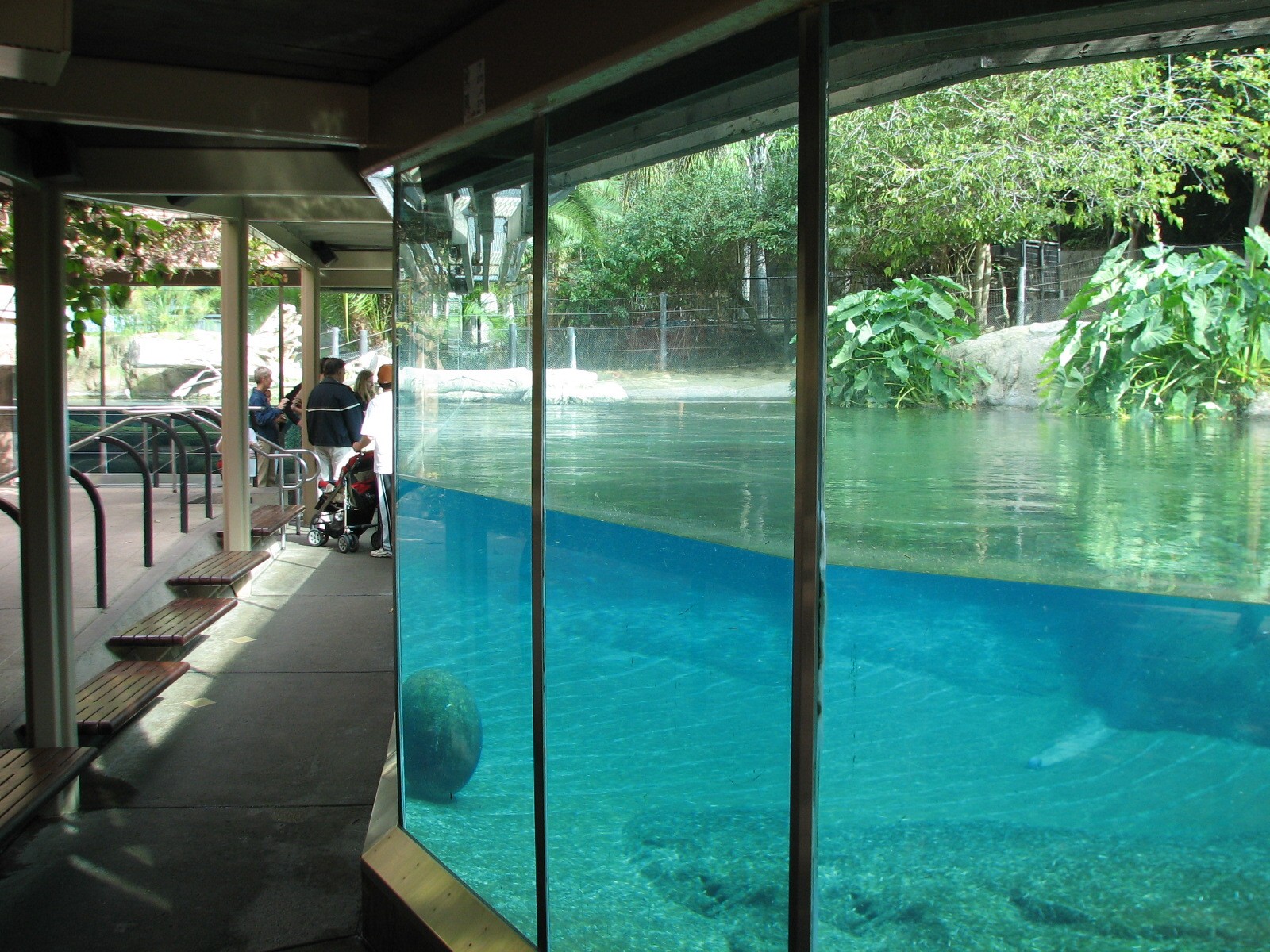Lost Forest - Ituri Forest - Hippo Exhibit